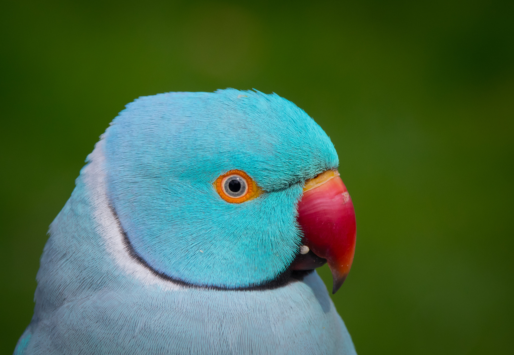 Pentax K-3 sample photo. Blue indian ringneck 2 photography