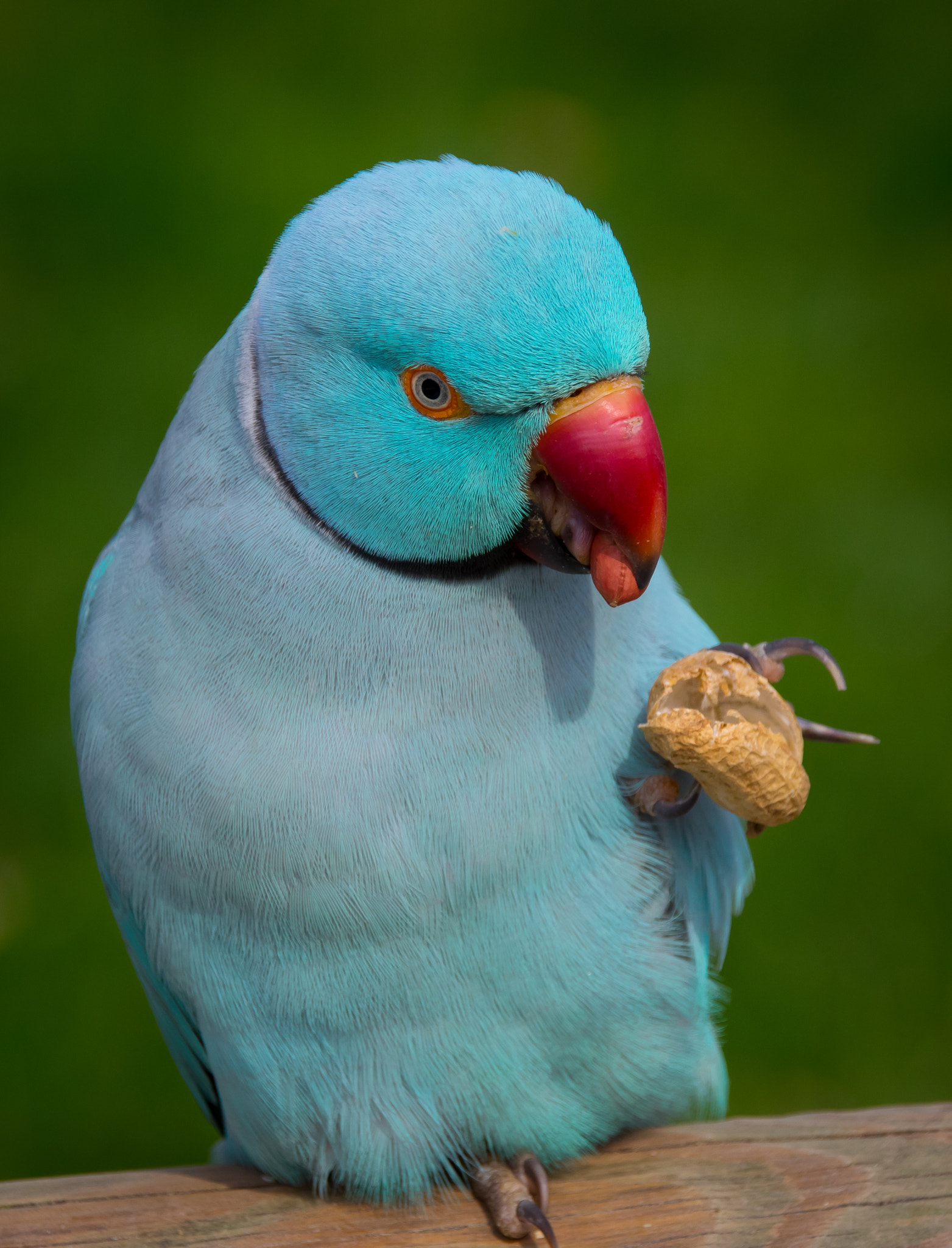 Sigma 18-250mm F3.5-6.3 DC Macro OS HSM sample photo. Blue indian ringneck 3 photography