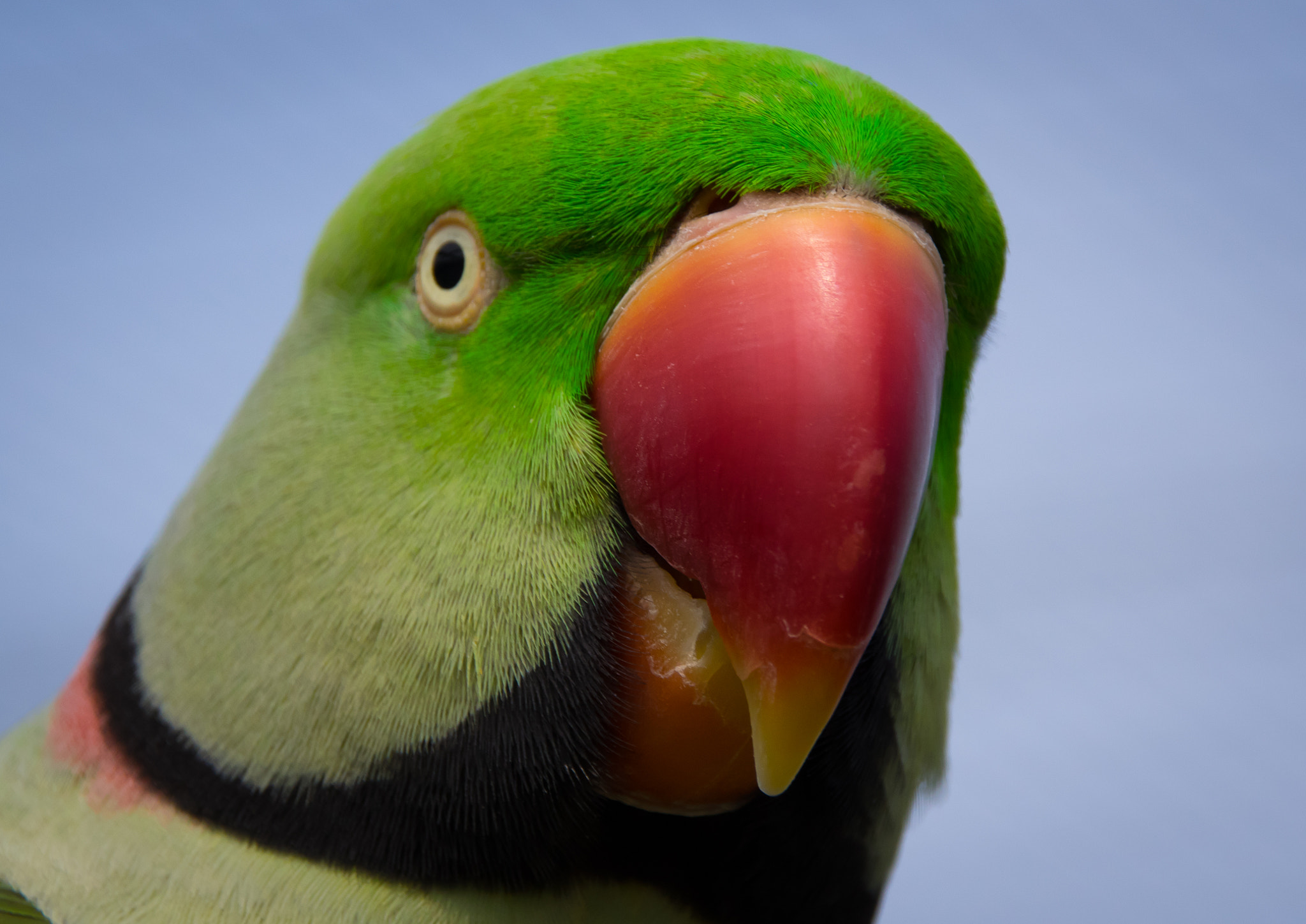 Pentax K-3 sample photo. Indian ringneck photography