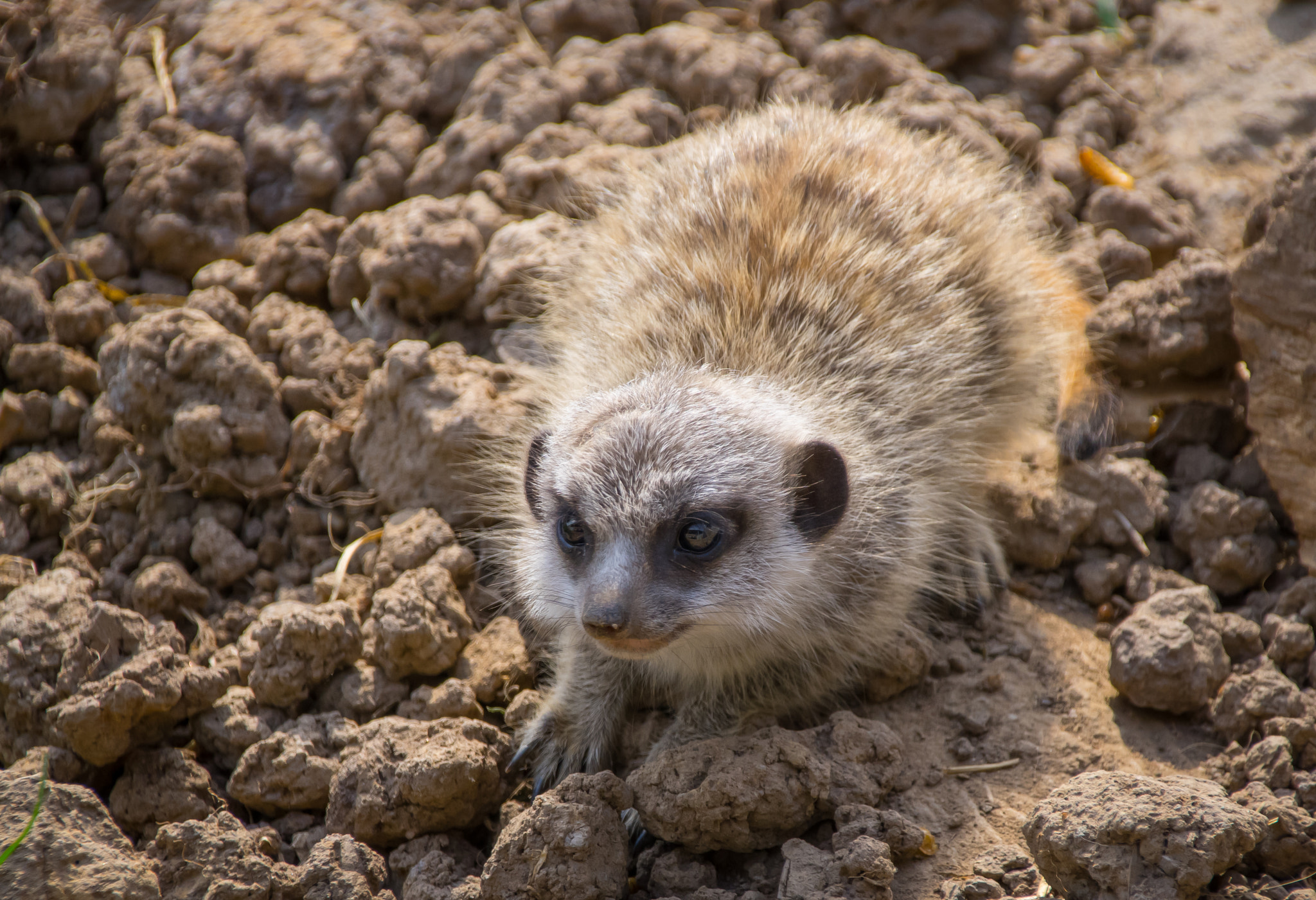 Sigma 18-250mm F3.5-6.3 DC Macro OS HSM sample photo. Floofball photography