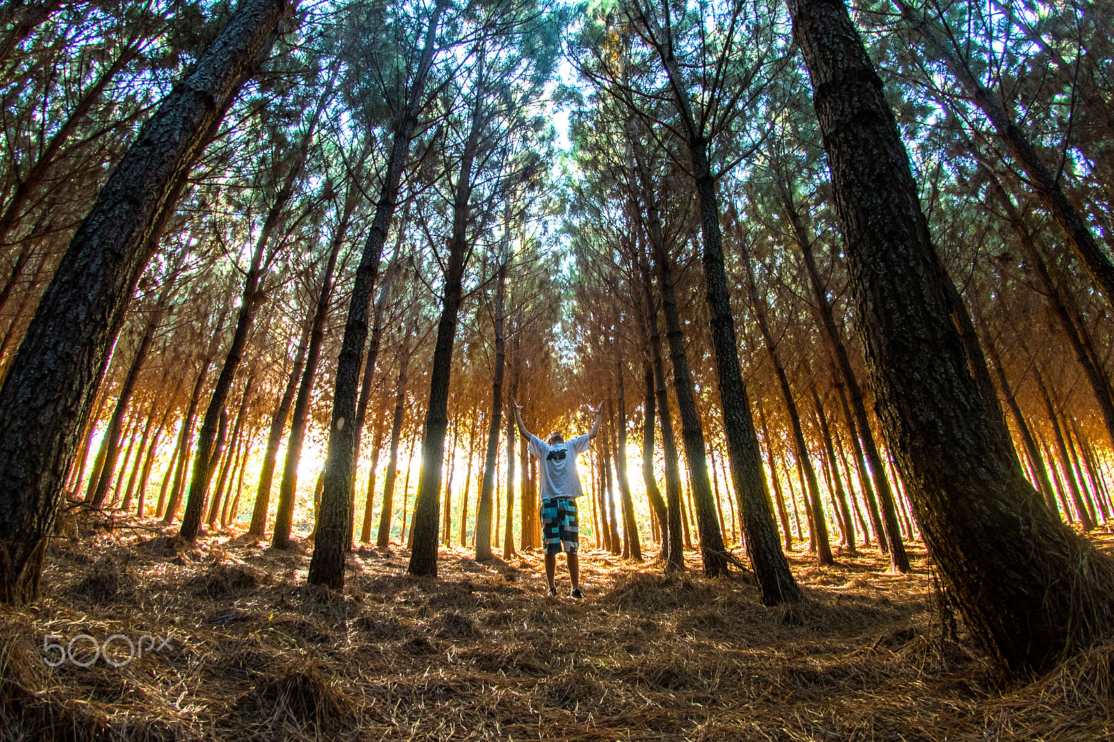 Nikon AF DX Fisheye-Nikkor 10.5mm F2.8G ED sample photo. Orangeplace photography