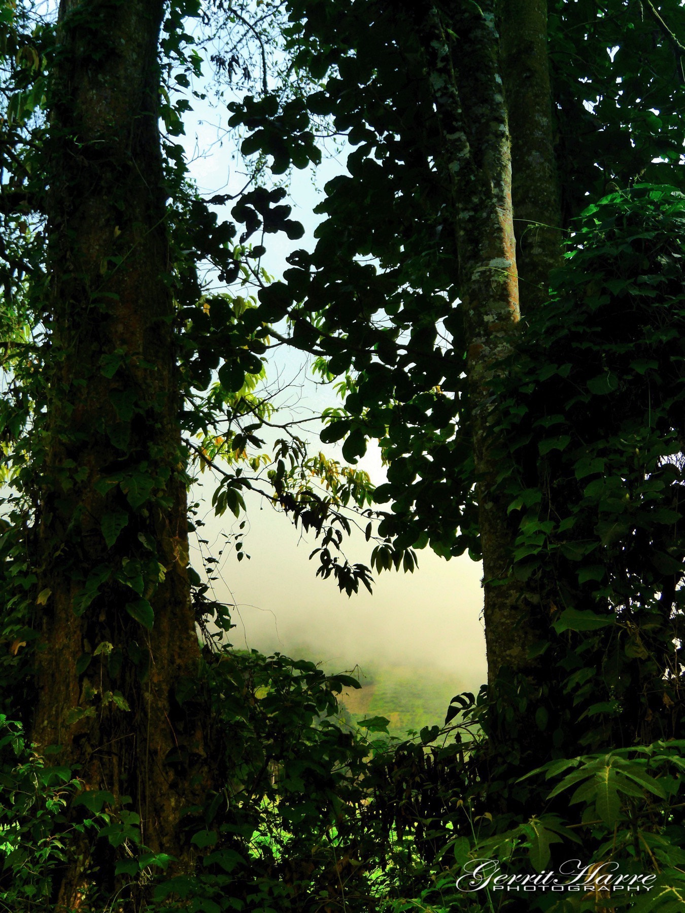 Panasonic Lumix DMC-GH3 sample photo. Foggy view from the rainforest photography