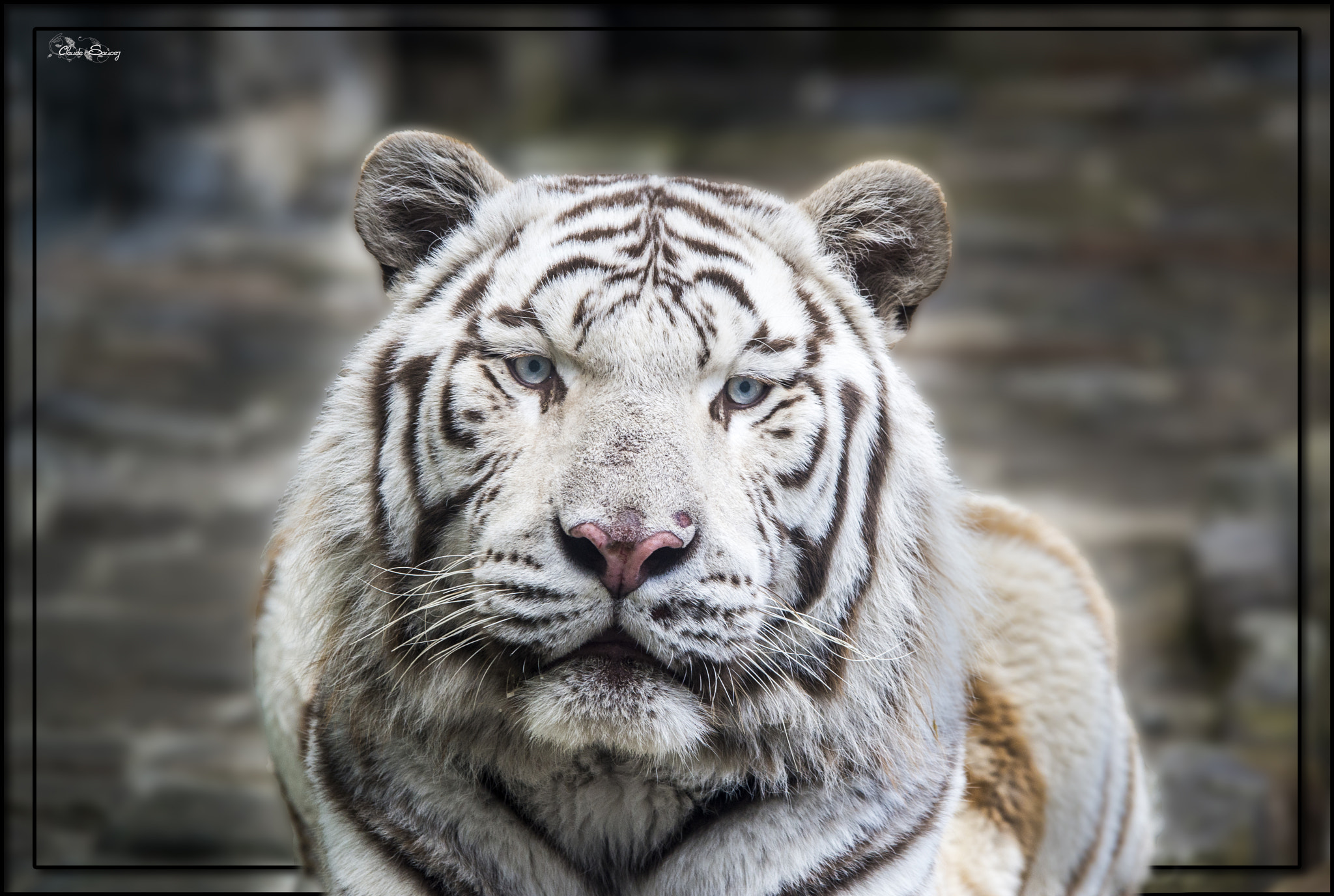 Sigma 120-400mm F4.5-5.6 DG OS HSM sample photo. White tiger photography
