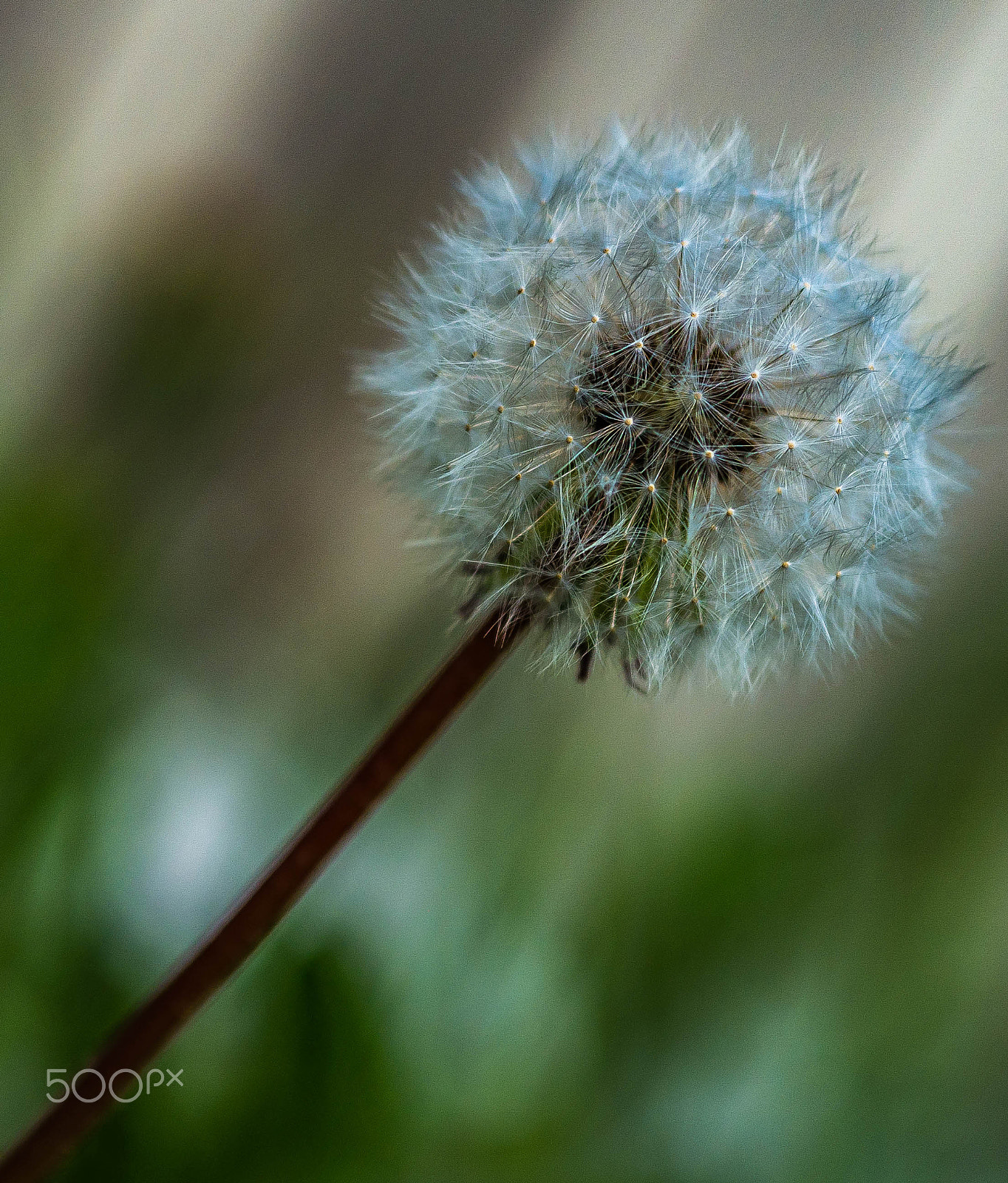 Panasonic Lumix DMC-G7 + Sigma 60mm F2.8 DN Art sample photo. Flower of life. photography