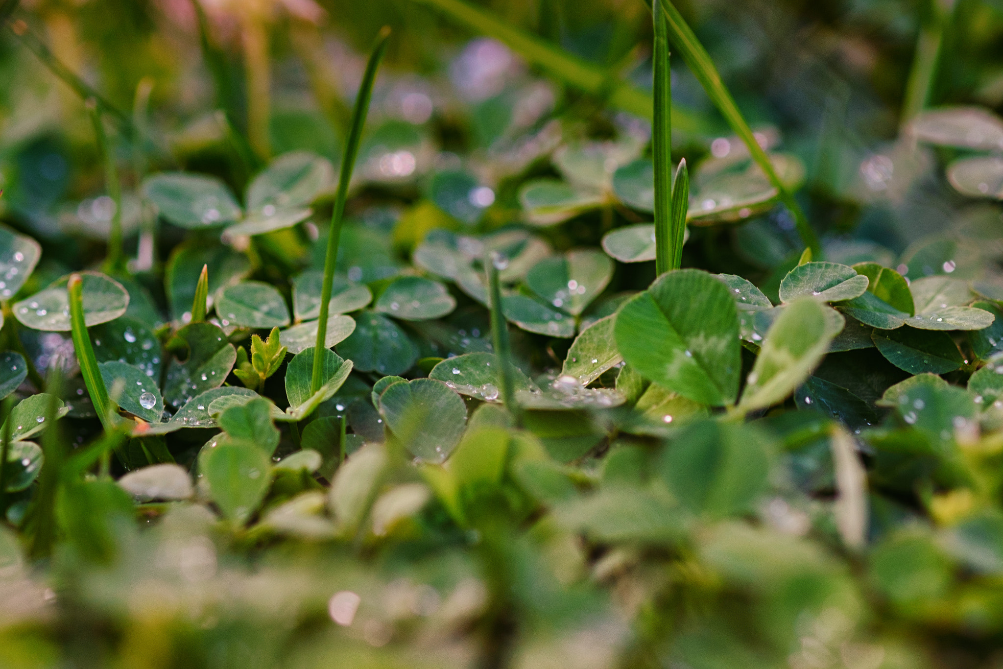 Fujifilm X-Pro2 + Fujifilm XF 60mm F2.4 R Macro sample photo. Rain drops on wet clover photography