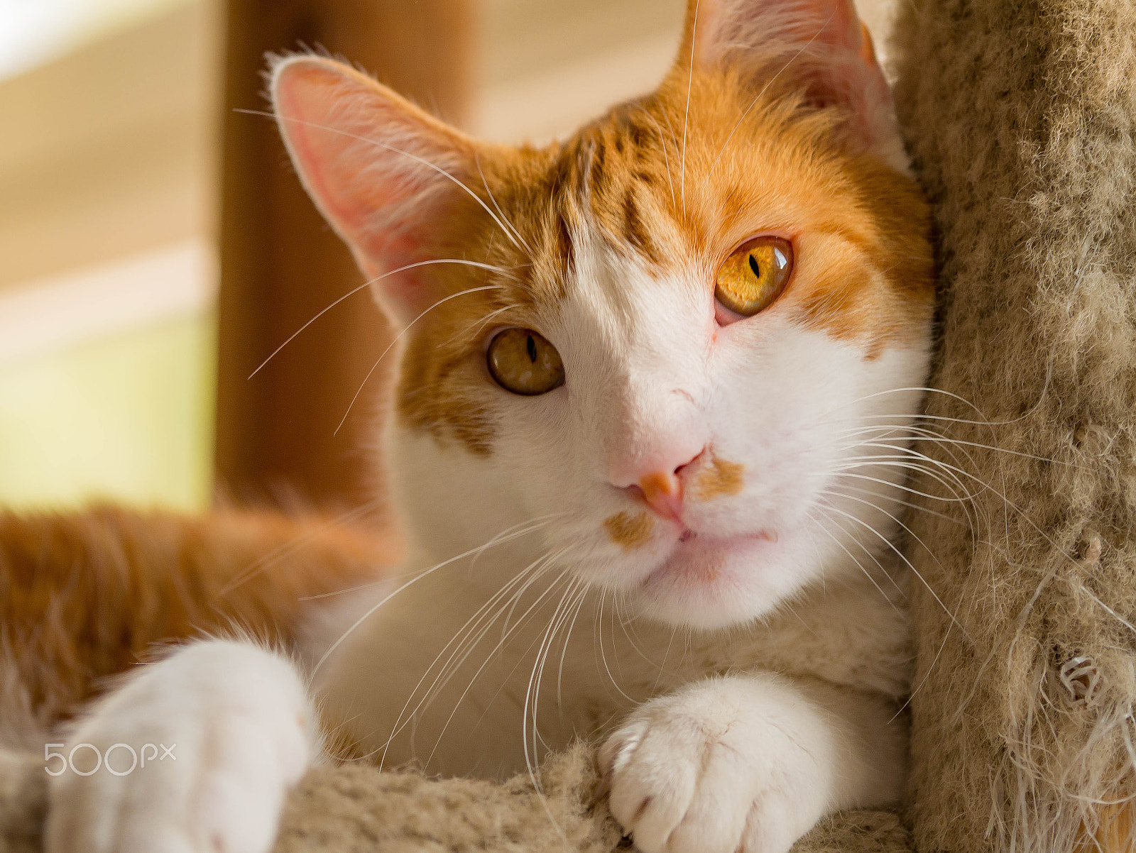Panasonic Lumix DMC-G7 + Sigma 60mm F2.8 DN Art sample photo. Kitty model. photography