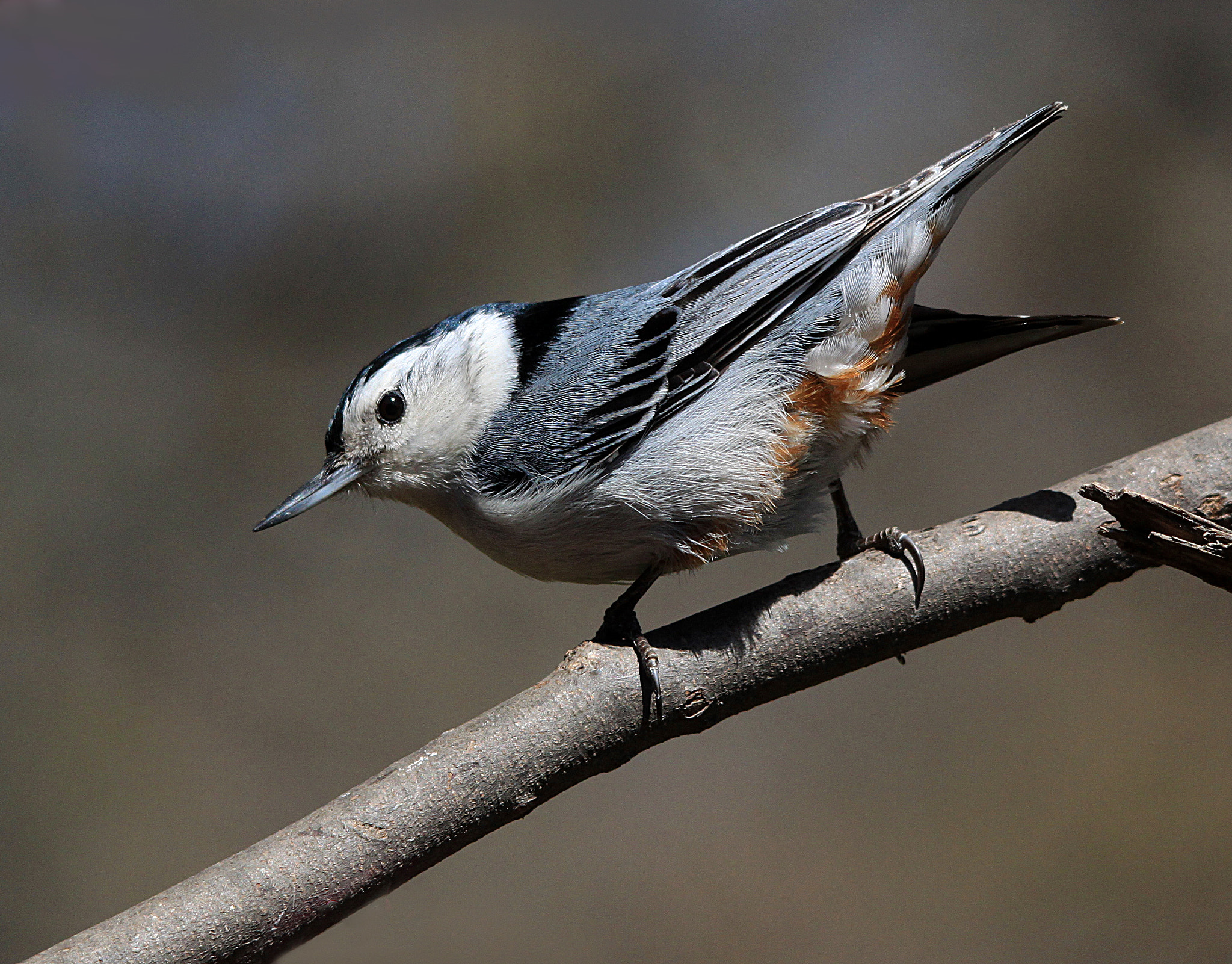 Sigma 150-500mm F5-6.3 DG OS HSM sample photo. Nuthatch on branch photography