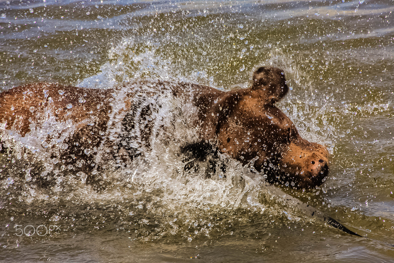 Canon EOS 40D sample photo. Labrador retriever photography