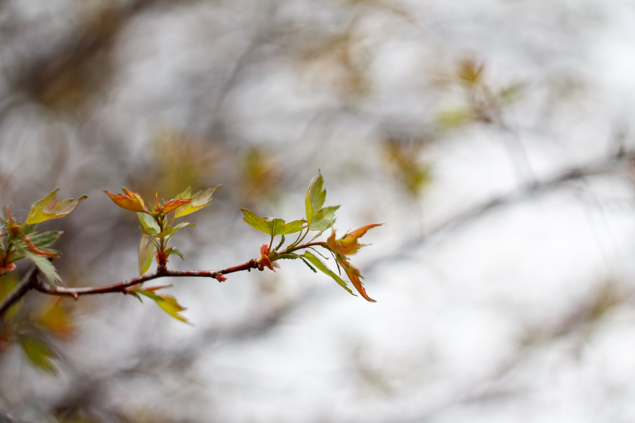 Canon EF 35-80mm f/4-5.6 sample photo. New leaves photography