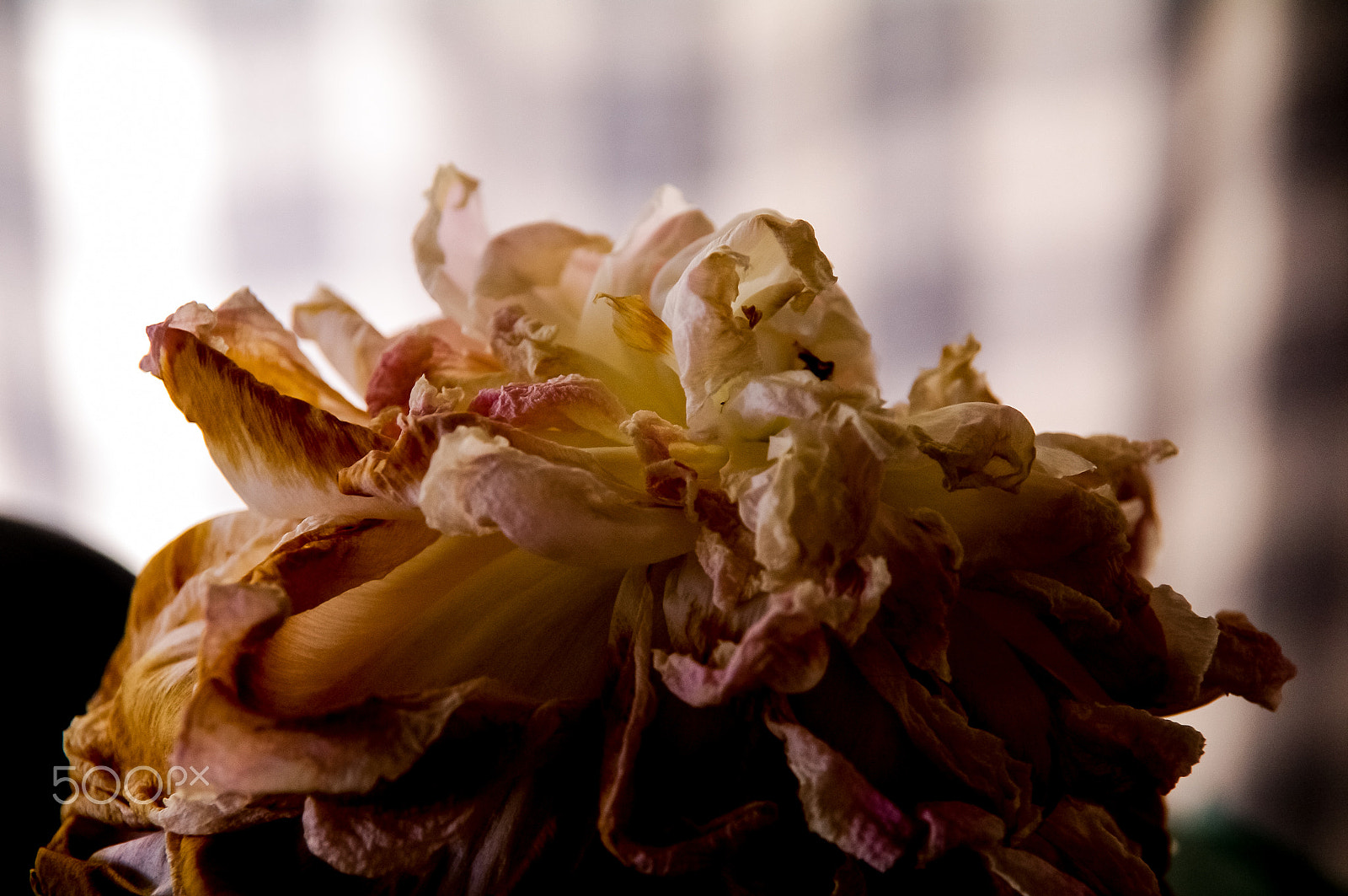 Pentax K-7 sample photo. 26877015285.jpg photography