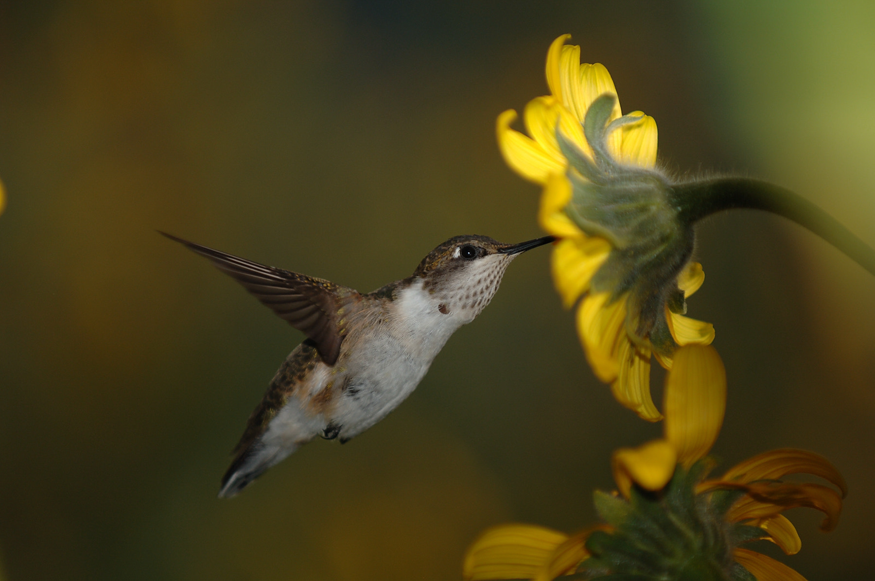 Nikon D2X sample photo. Colibri , tehuacan photography