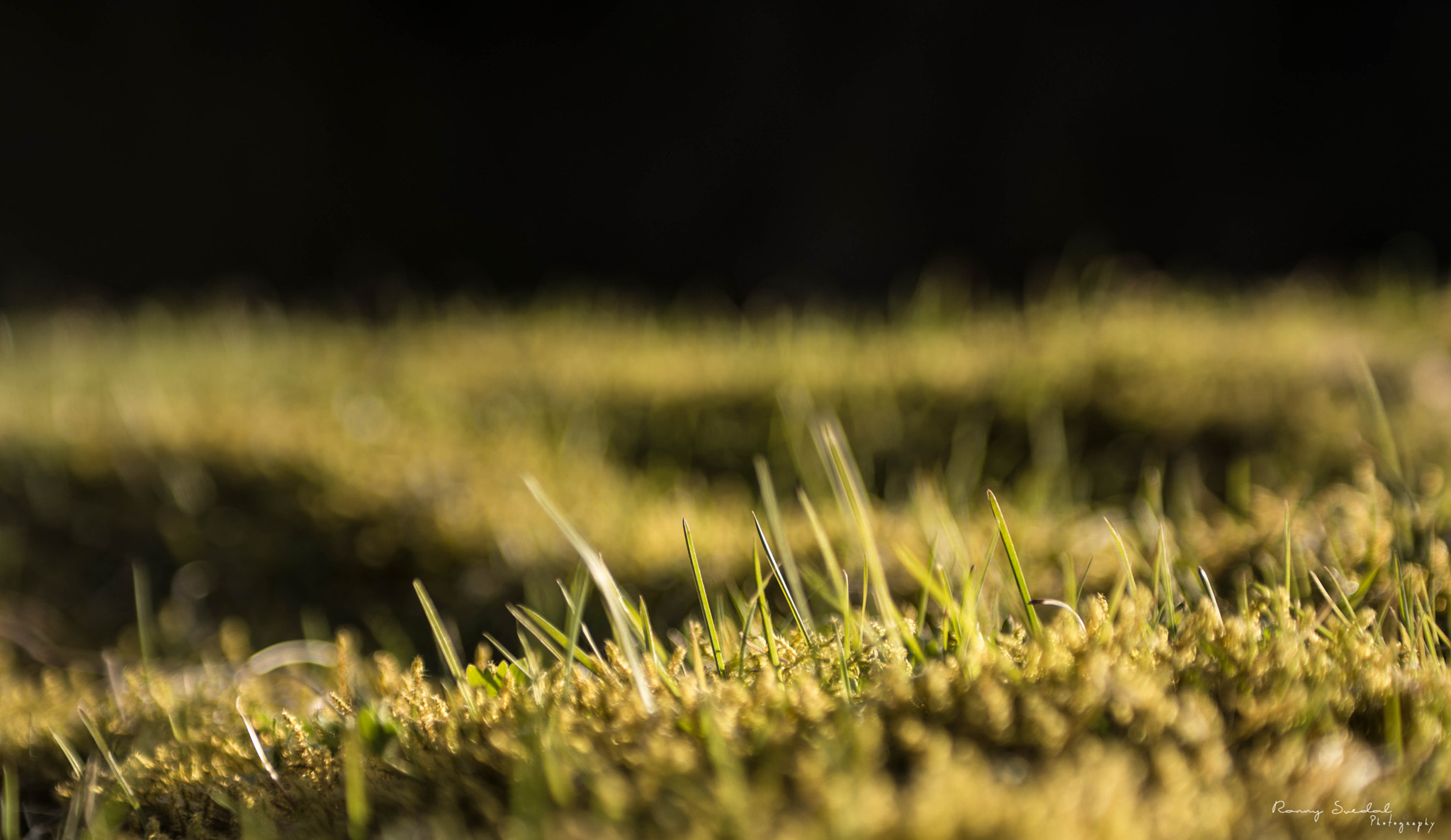 Nikon D7200 + Sigma 24-70mm F2.8 EX DG Macro sample photo. Dsc_2068.jpg photography