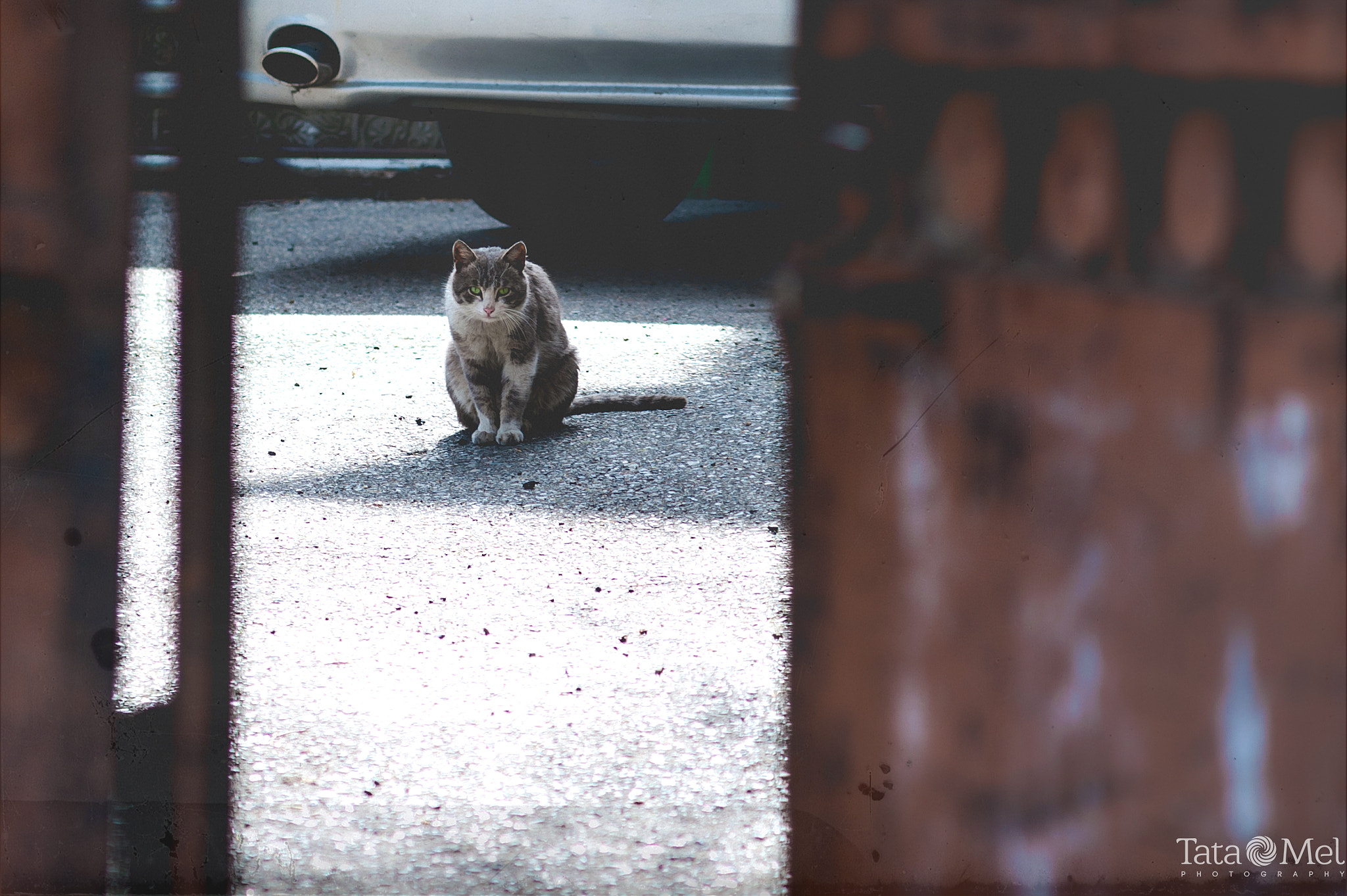 Nikon D700 + AF Zoom-Nikkor 70-210mm f/4 sample photo. Tiflis cat nikon d700 | nikon 70-210mm f/4 photography