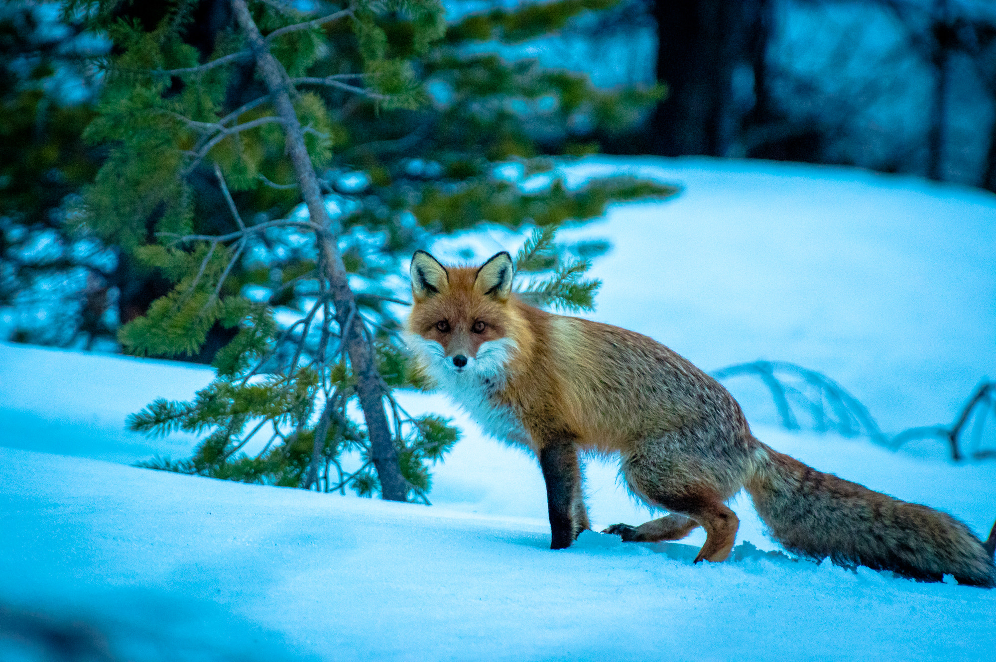 Pentax K-3 sample photo. Roadside guest photography