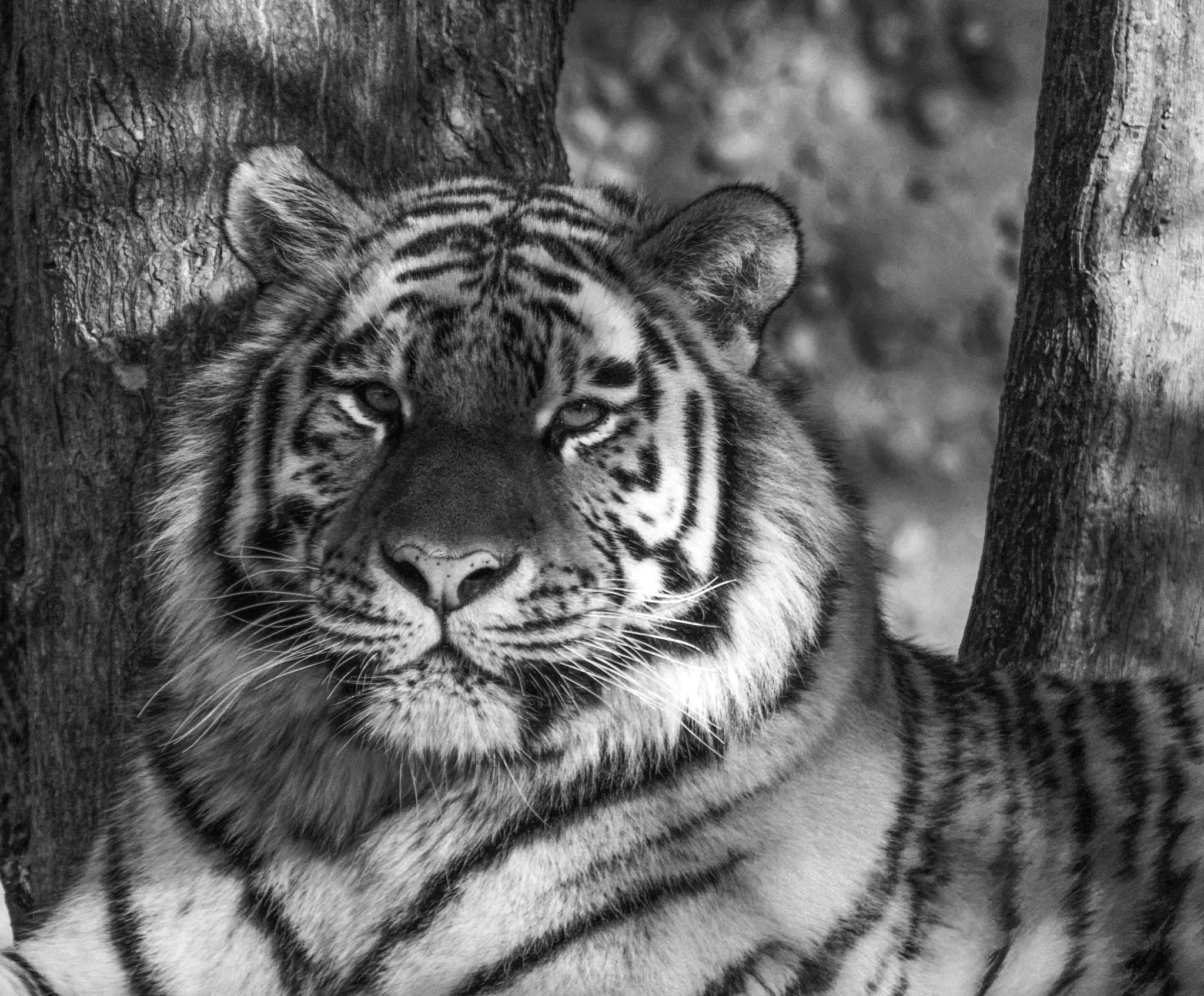 Canon EF 100-400mm F4.5-5.6L IS USM sample photo. Tiger photography