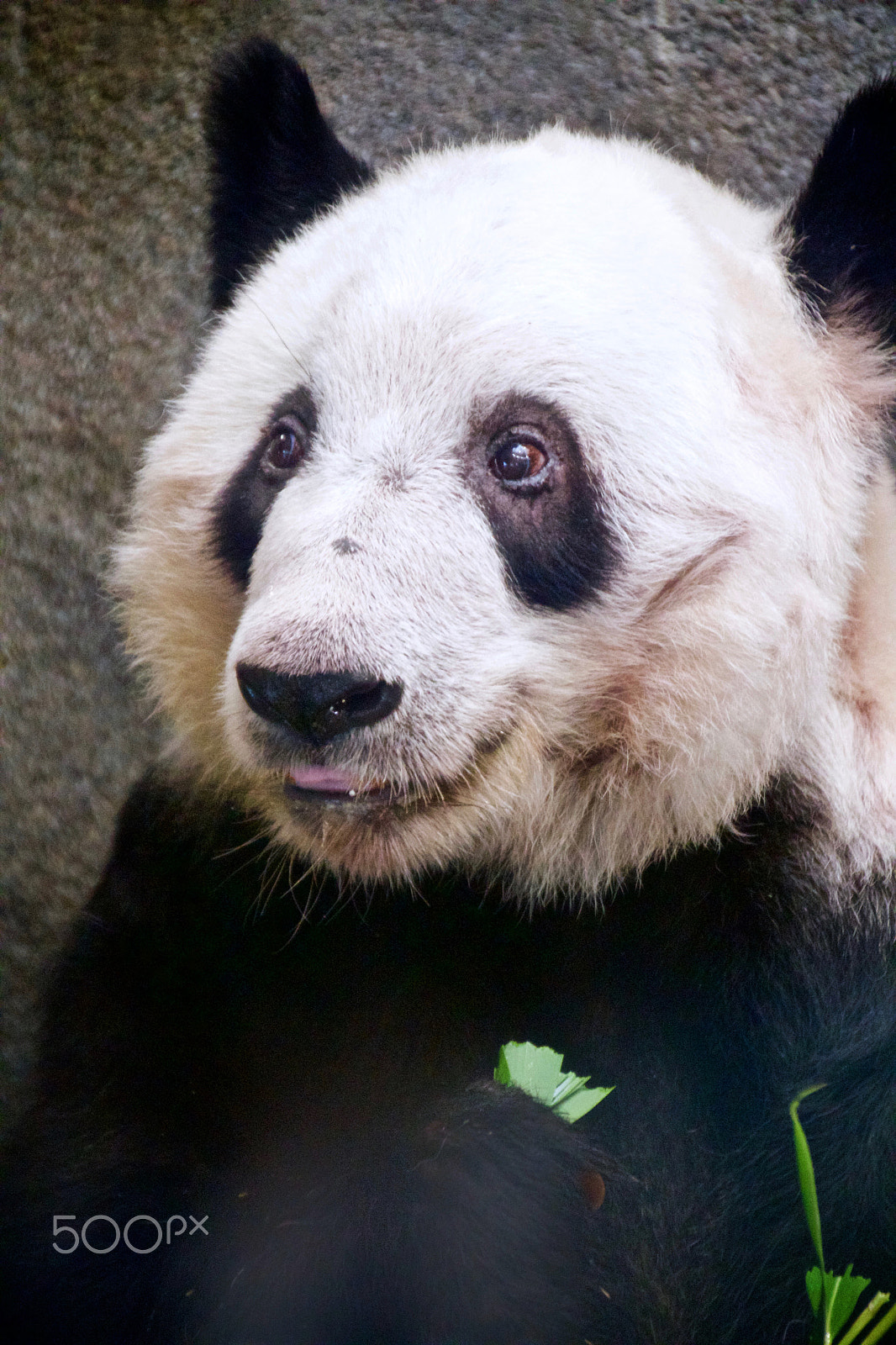 Canon EOS 550D (EOS Rebel T2i / EOS Kiss X4) sample photo. Panda "yum bamboo" photography