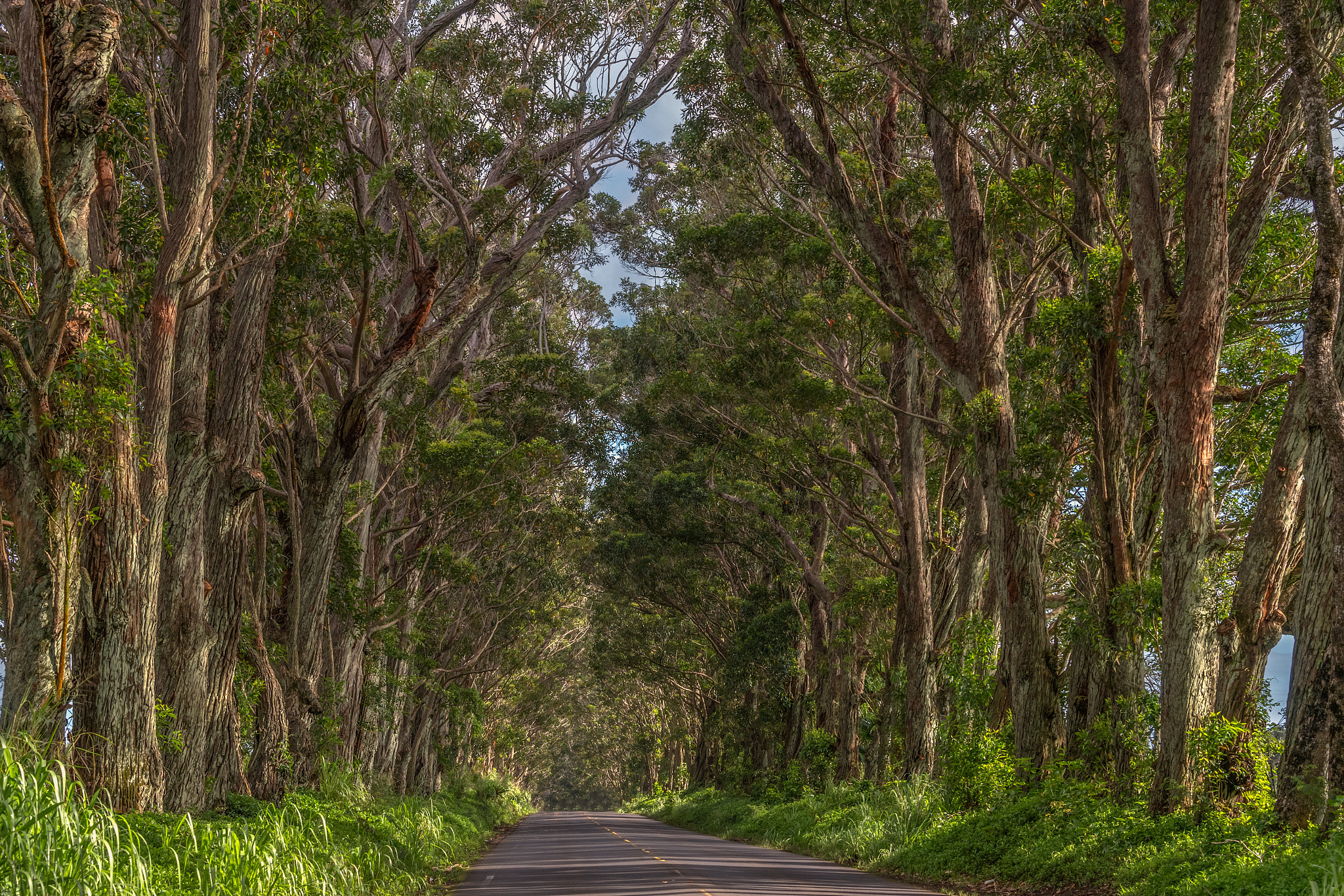Nikon D5 sample photo. Tree tunnel kauai photography