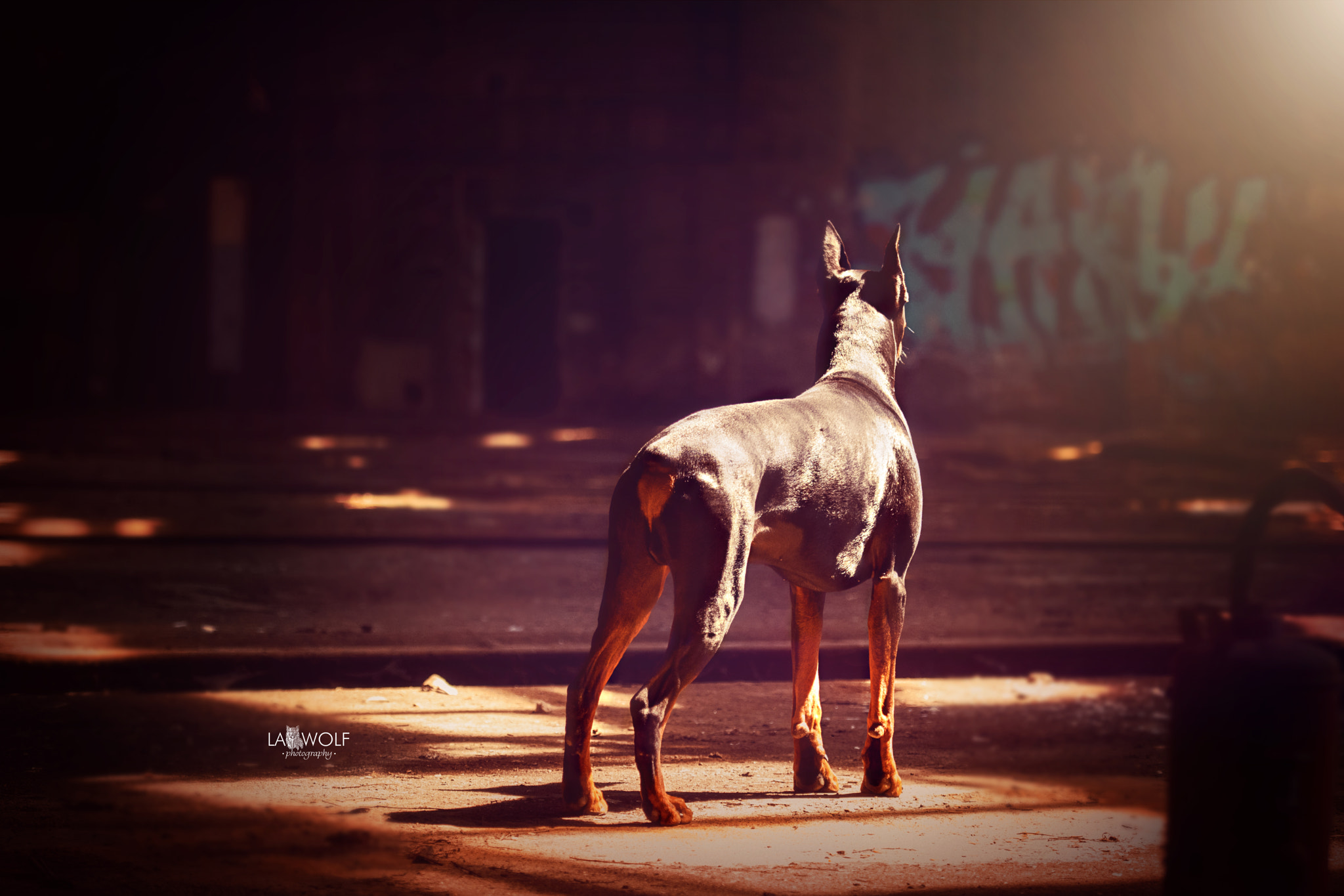 Nikon AF-S Nikkor 70-200mm F2.8G ED VR II sample photo. #shantithedoberman (not) alone in the dark photography