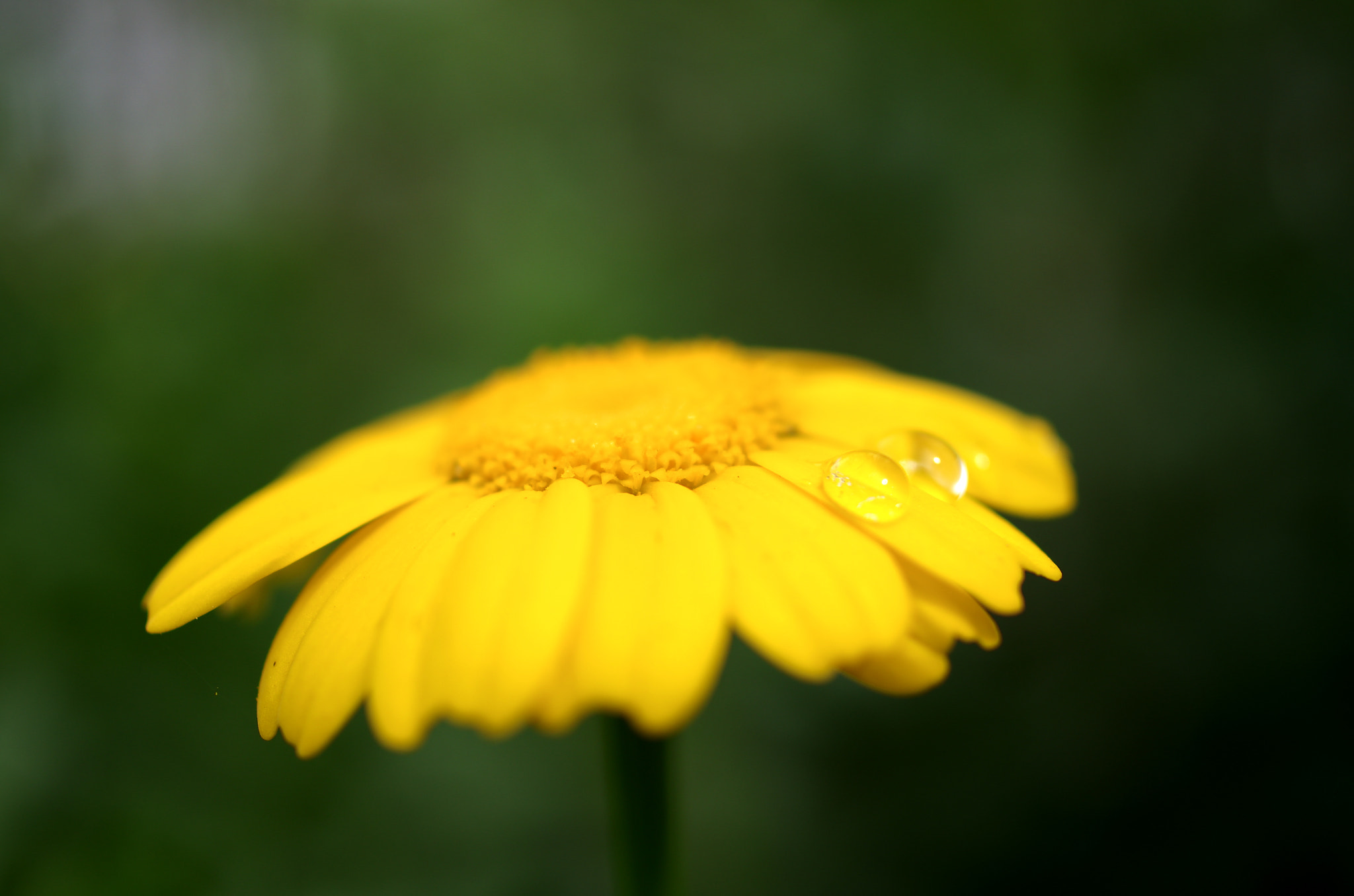 Pentax K-5 + HD Pentax DA 35mm F2.8 Macro Limited sample photo. Flower photography