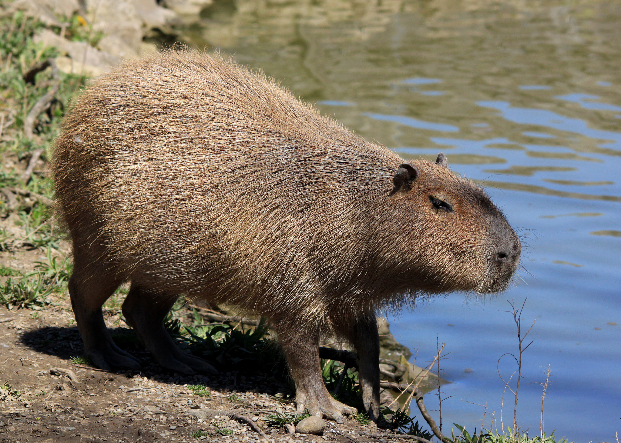Sigma 150-500mm F5-6.3 DG OS HSM sample photo. Capybara photography