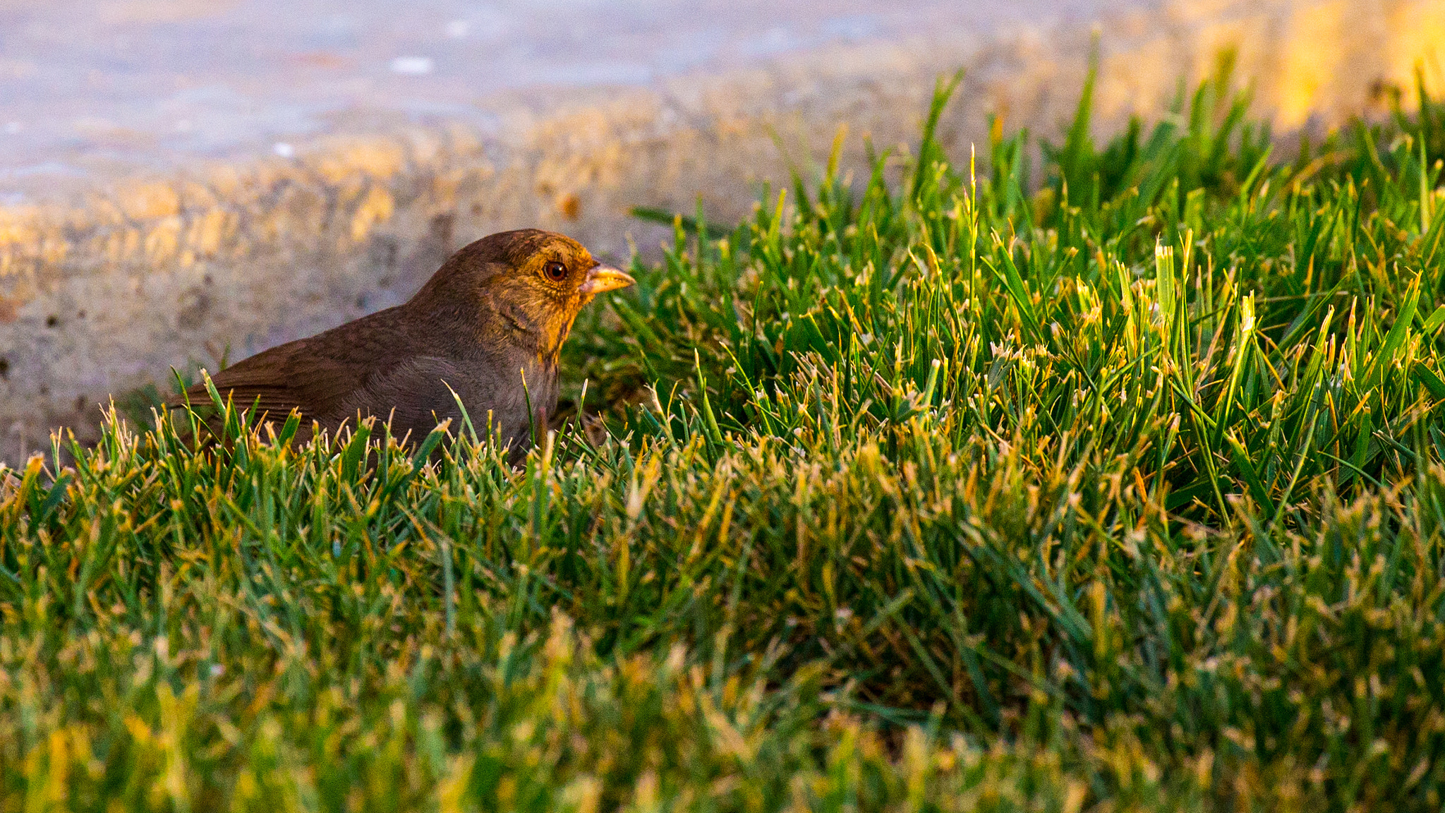 Canon EF 100-400mm F4.5-5.6L IS II USM sample photo. California towhee photography