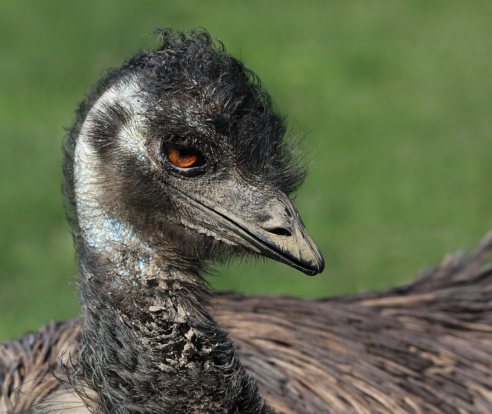 Sigma 150-500mm F5-6.3 DG OS HSM sample photo. Emu photography