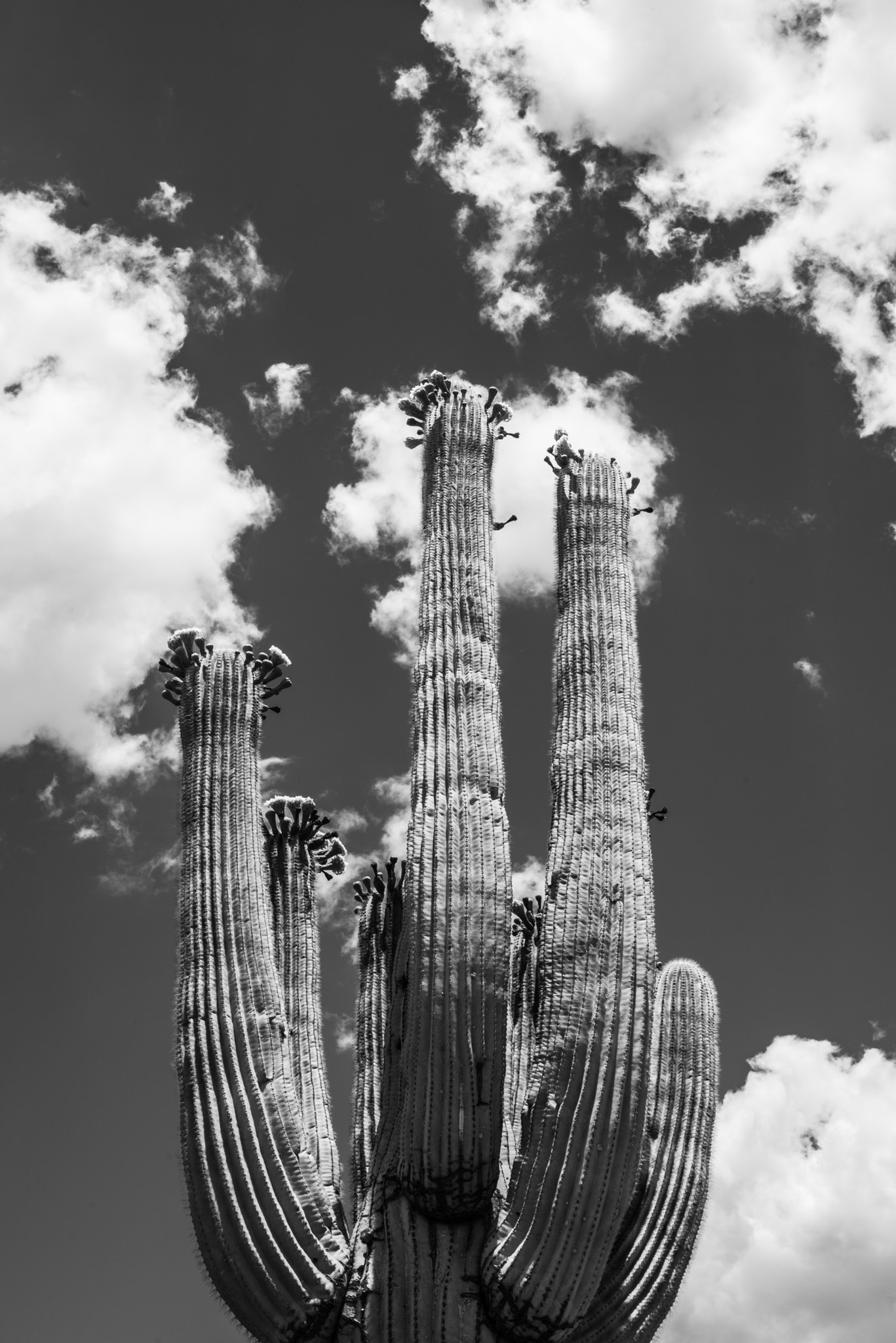 Nikon D810 + AF-S Nikkor 35mm f/1.8G sample photo. Cactus sky photography