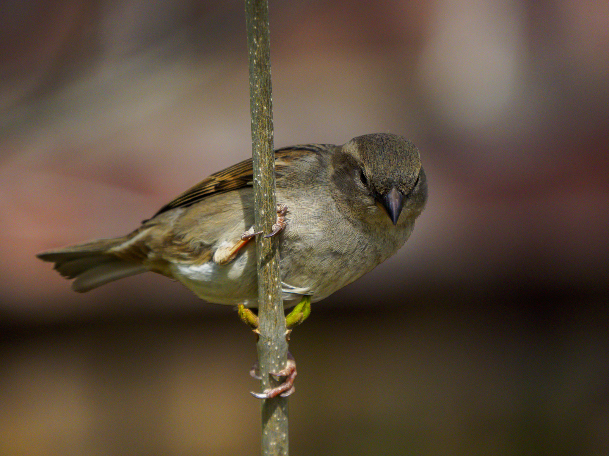 LEICA DG 100-400/F4.0-6.3 sample photo. Hanging on photography
