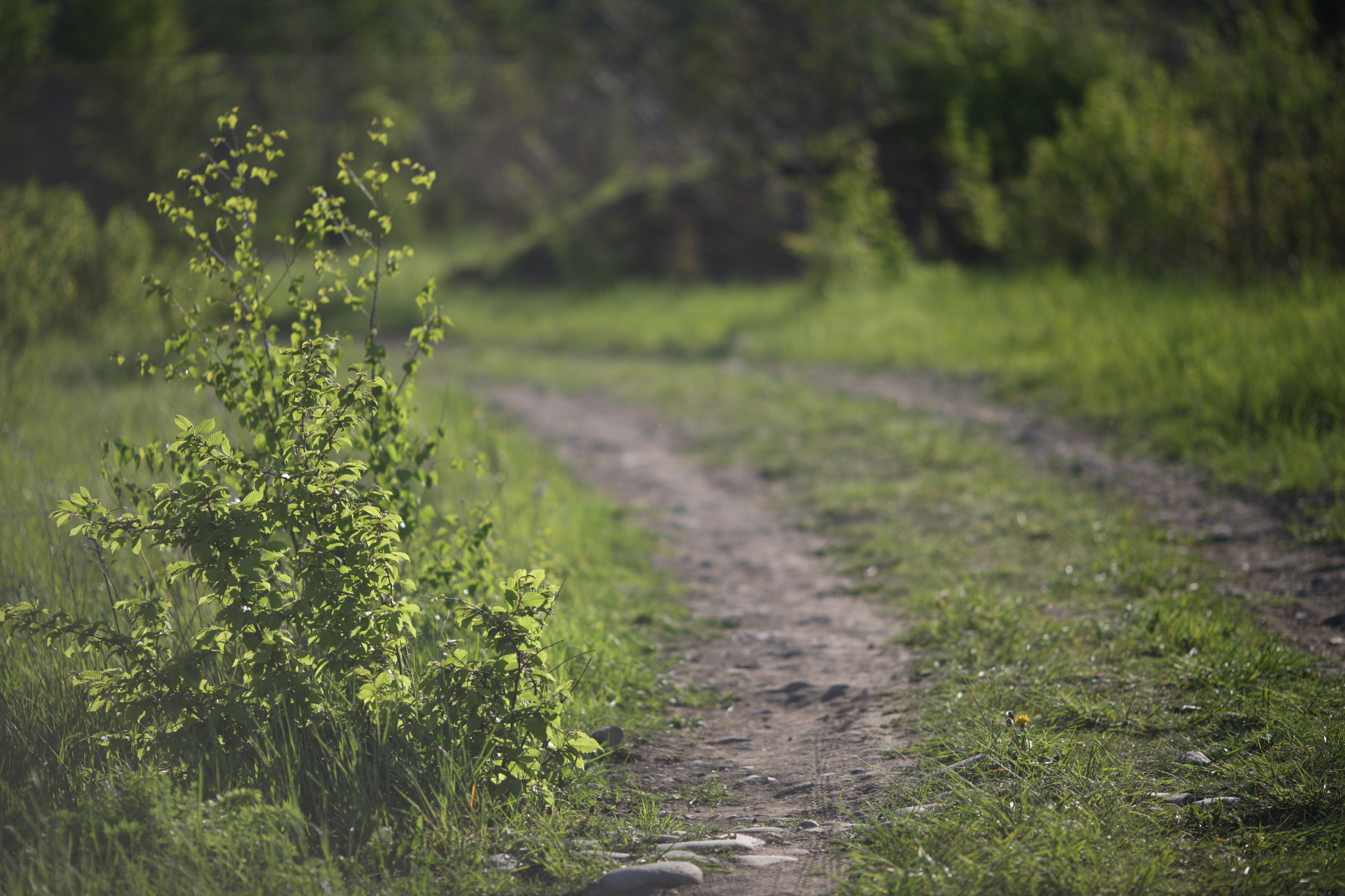 Canon EOS-1Ds Mark III + Canon EF 135mm F2L USM sample photo. Green track photography