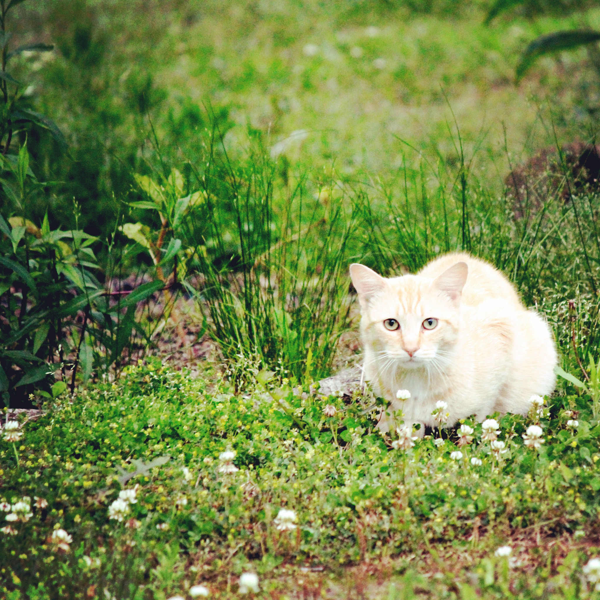 Canon EF-S 55-250mm F4-5.6 IS II sample photo. Wild photography