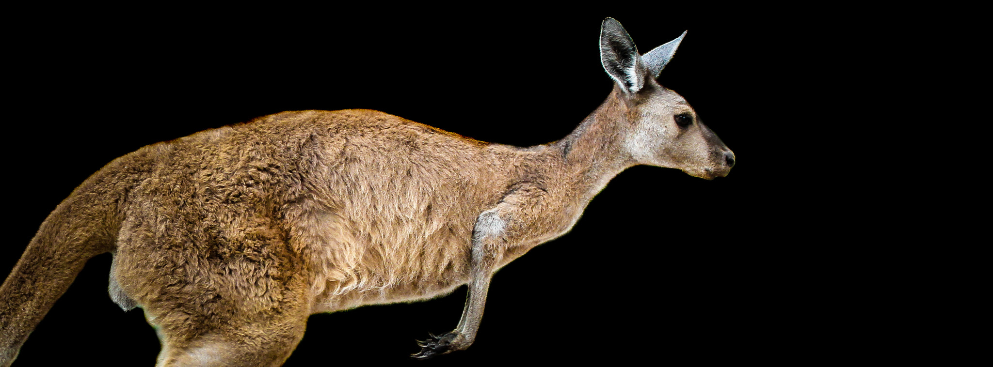 Tamron SP AF 70-200mm F2.8 Di LD (IF) MACRO sample photo. Kangaroo photography