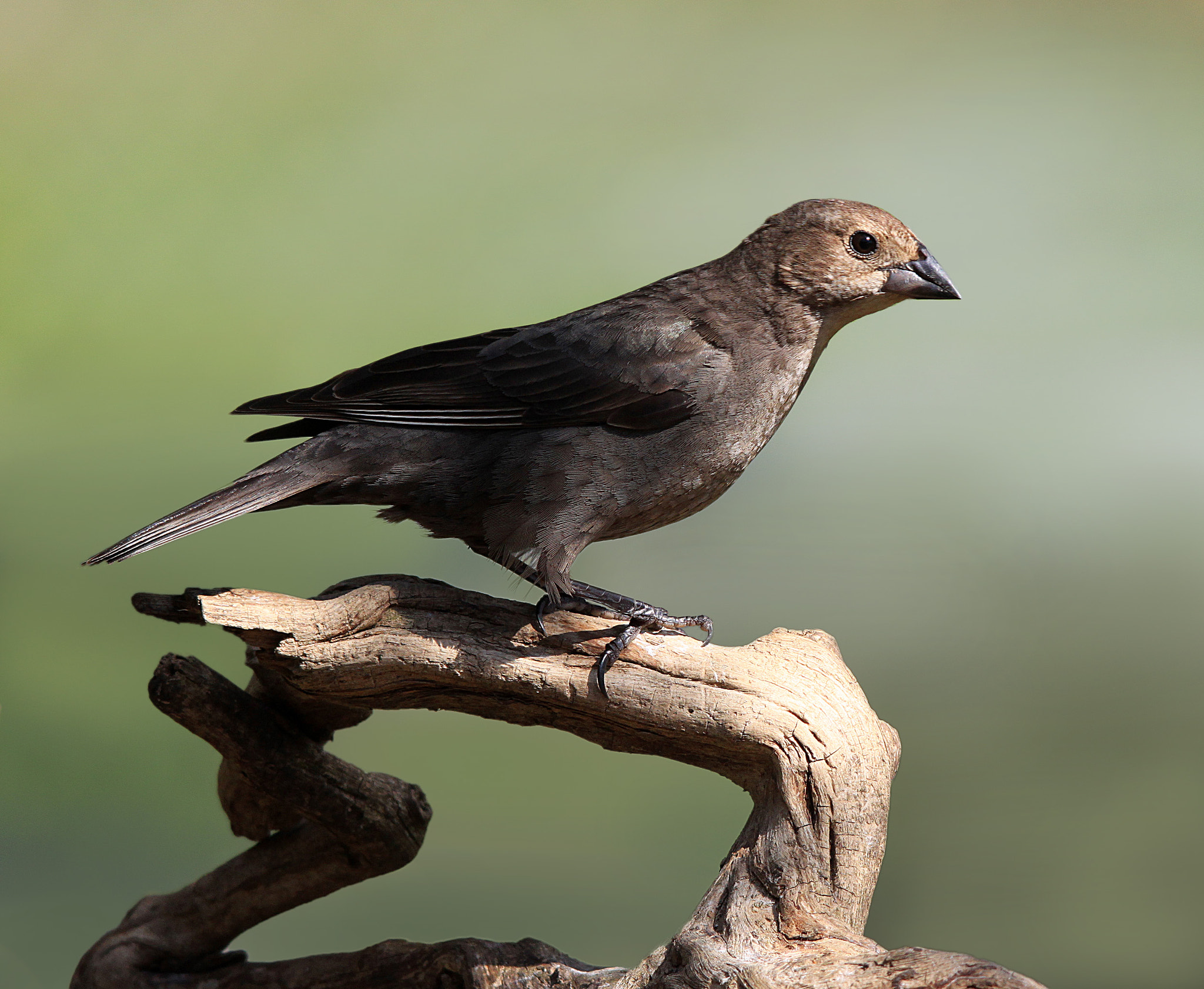 Sigma 150-500mm F5-6.3 DG OS HSM sample photo. Cowbird on branch photography