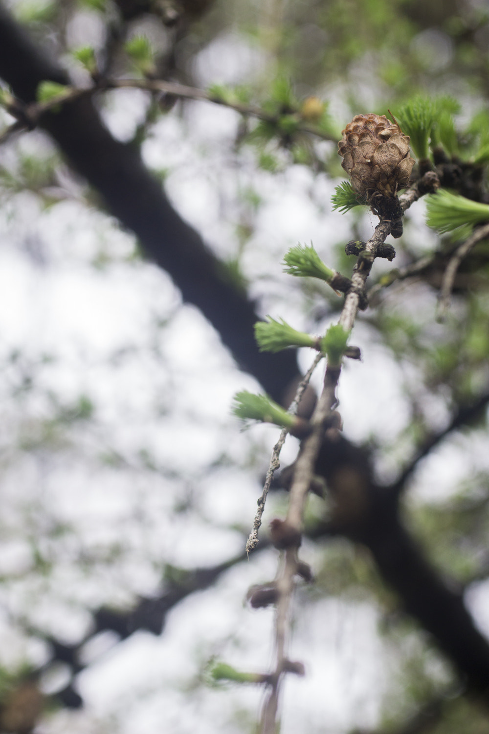 Sony a6000 + Canon EF 50mm F2.5 Macro sample photo. The daily percyscope 029 photography
