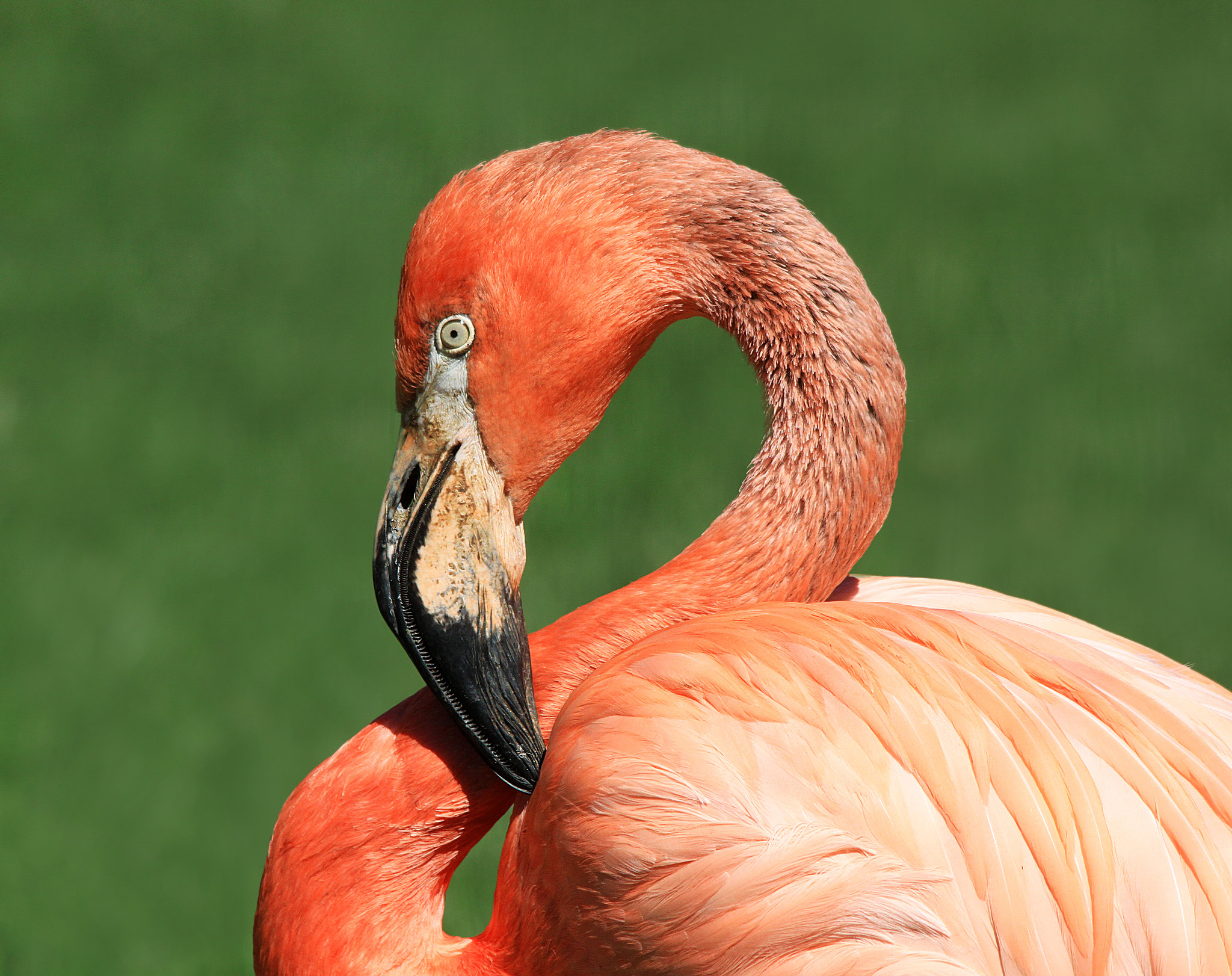 Sigma 150-500mm F5-6.3 DG OS HSM sample photo. Pink flamingo photography