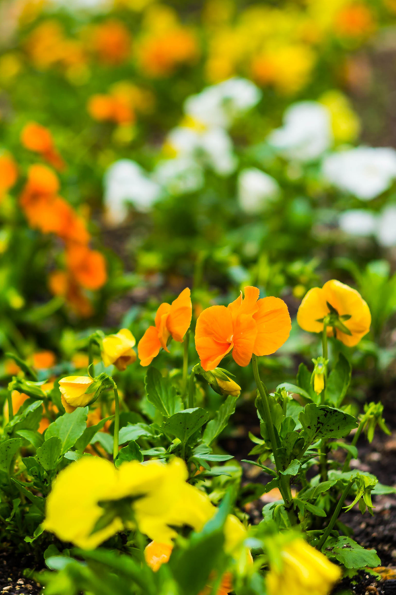 Summicron 1:2/50 Leitz sample photo. Flowers photography