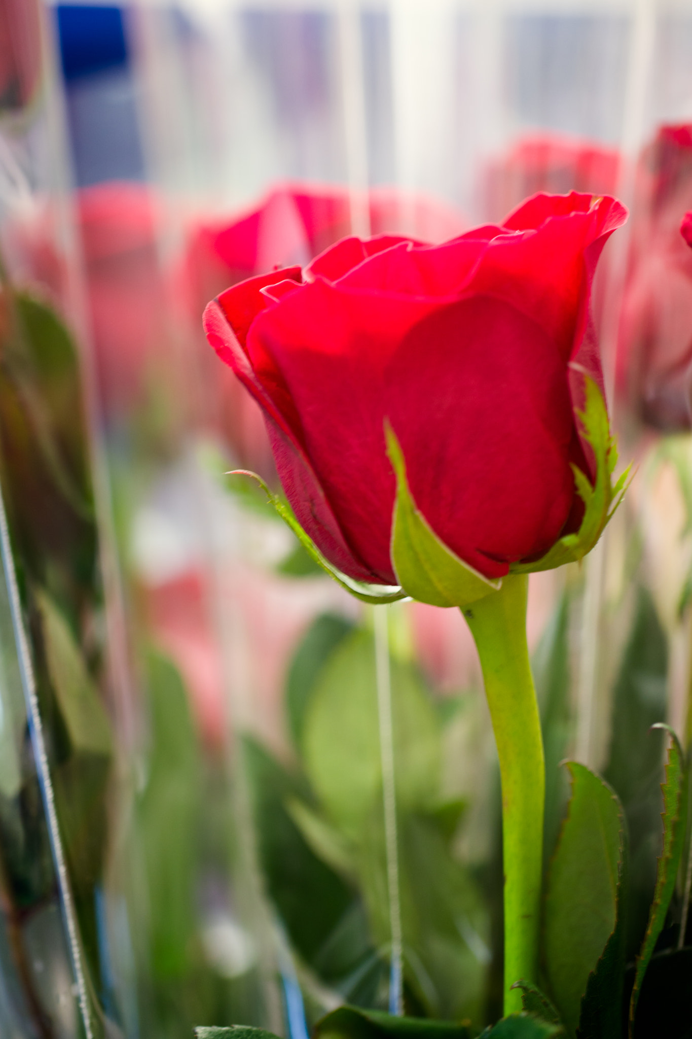 Sony a6000 + Canon EF 100mm F2.8L Macro IS USM sample photo. A red rose photography