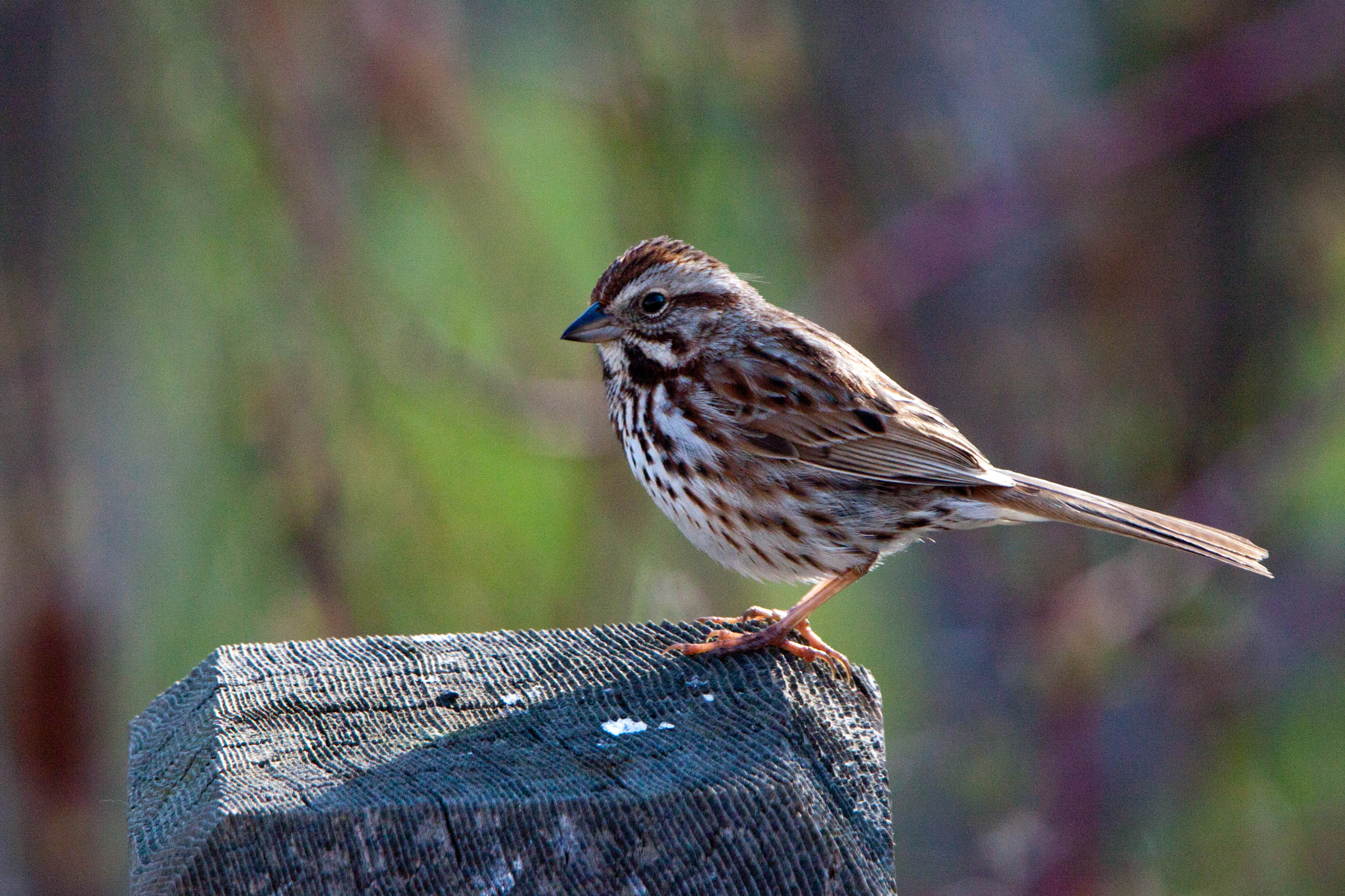 Canon EOS 500D (EOS Rebel T1i / EOS Kiss X3) + Tamron SP 150-600mm F5-6.3 Di VC USD sample photo. Song sparrow photography