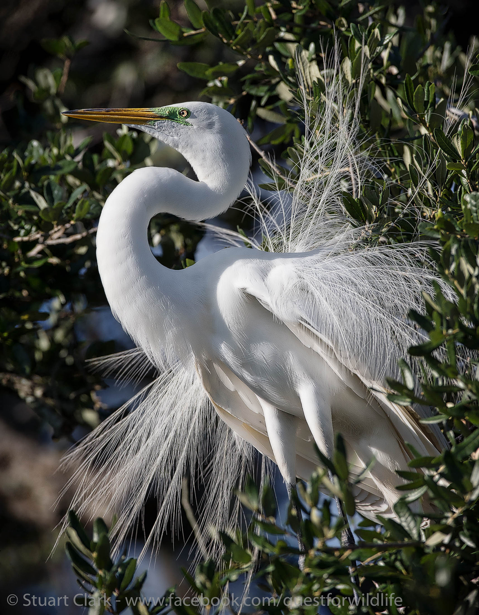 Canon EOS-1D X + Canon EF 600mm f/4L IS sample photo. Proud as a peacock photography