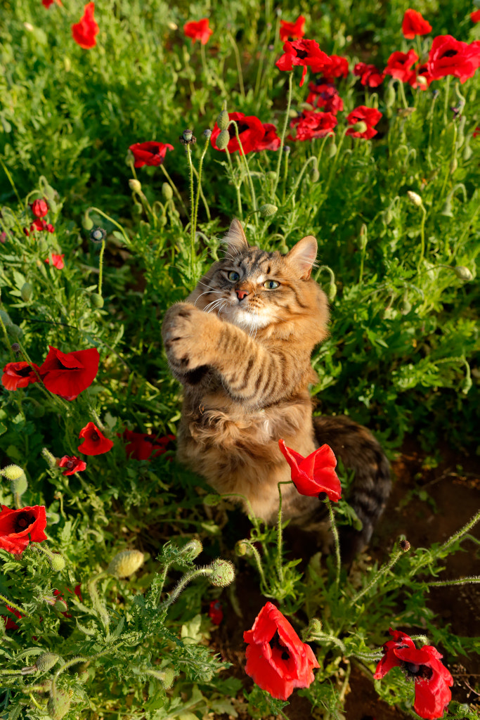 Got it! by Jun Ishihara on 500px.com