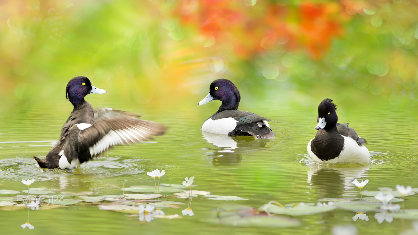 Sigma AF 50-500mm F4-6.3 EX DG APO sample photo. ～ tufted duck ～ photography