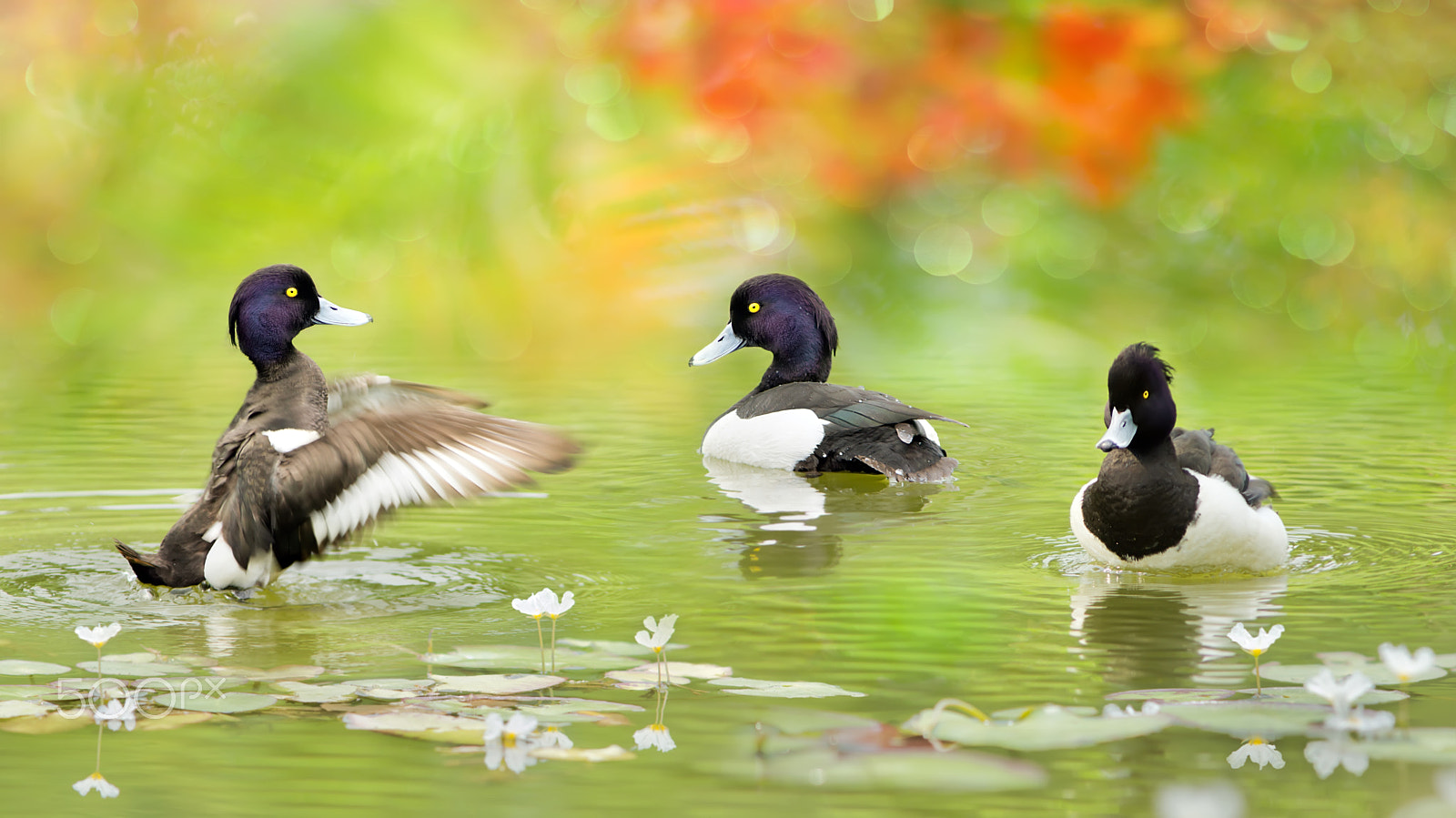 Sony SLT-A77 sample photo. ～ tufted duck ～ photography