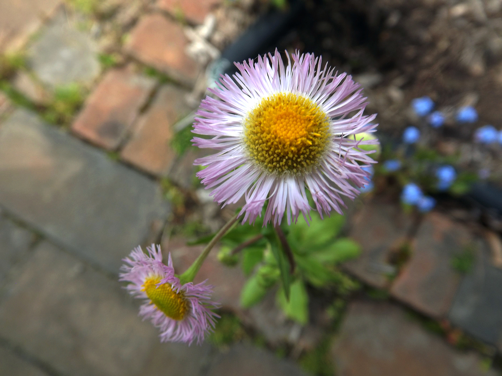 FujiFilm FinePix S3200 (FinePix S3250) sample photo. Sprouting photography