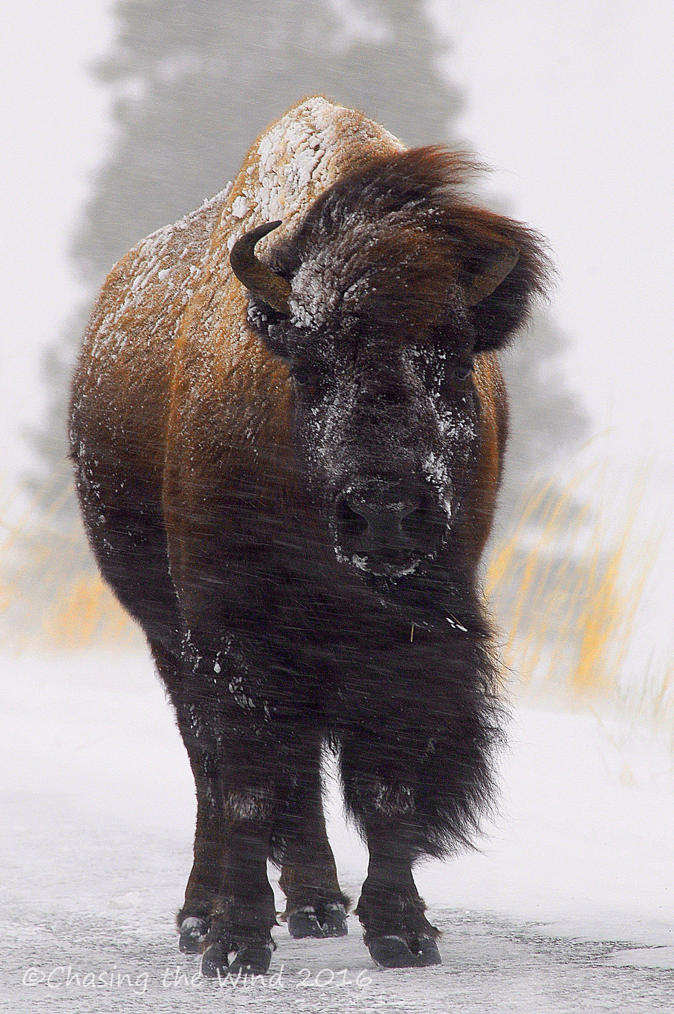 Tamron SP AF 200-500mm F5-6.3 Di LD (IF) sample photo. Yellowstone buffalo photography