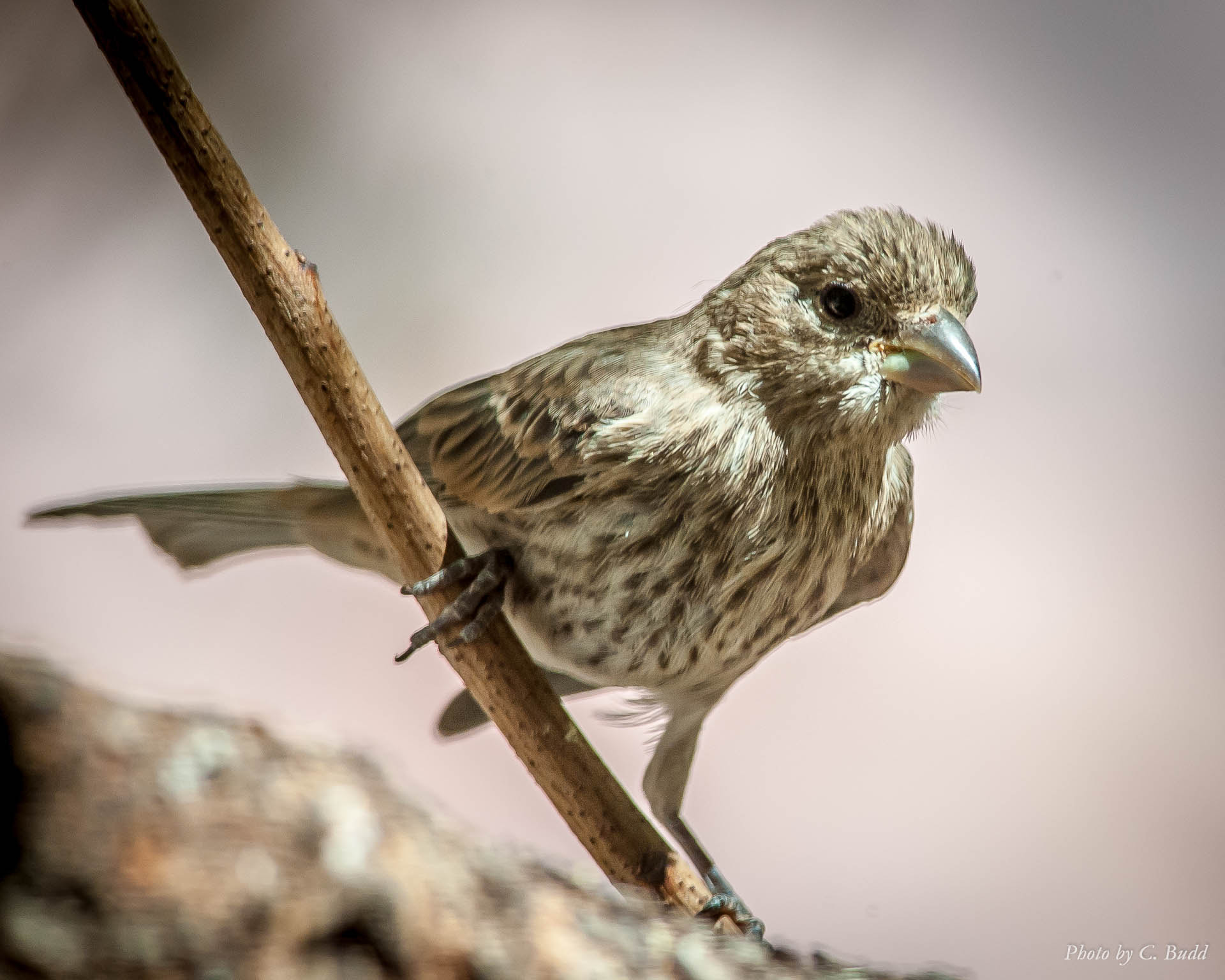 Nikon D3 + Nikon AF-S Nikkor 300mm F4D ED-IF sample photo. Untitled photography