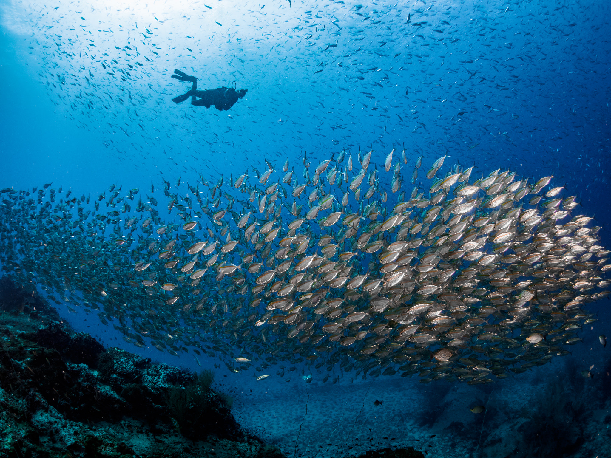 Olympus OM-D E-M5 + LUMIX G FISHEYE 8/F3.5 sample photo. Diving thailand photography