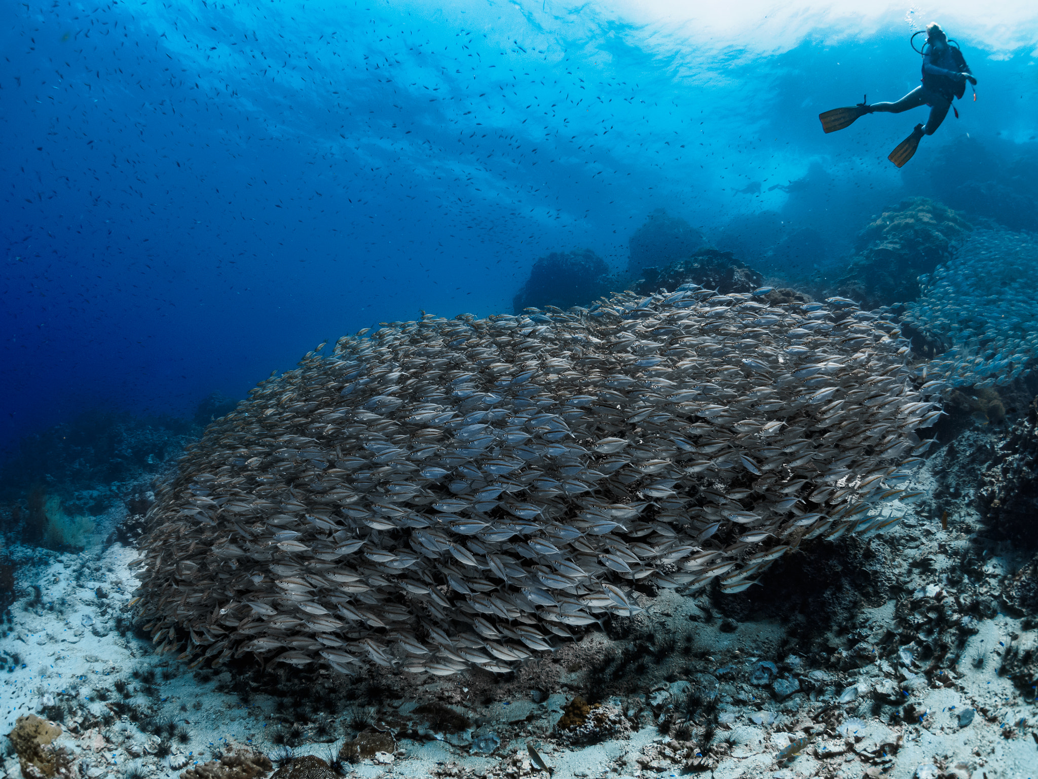 Olympus OM-D E-M5 + LUMIX G FISHEYE 8/F3.5 sample photo. Diving thailand photography