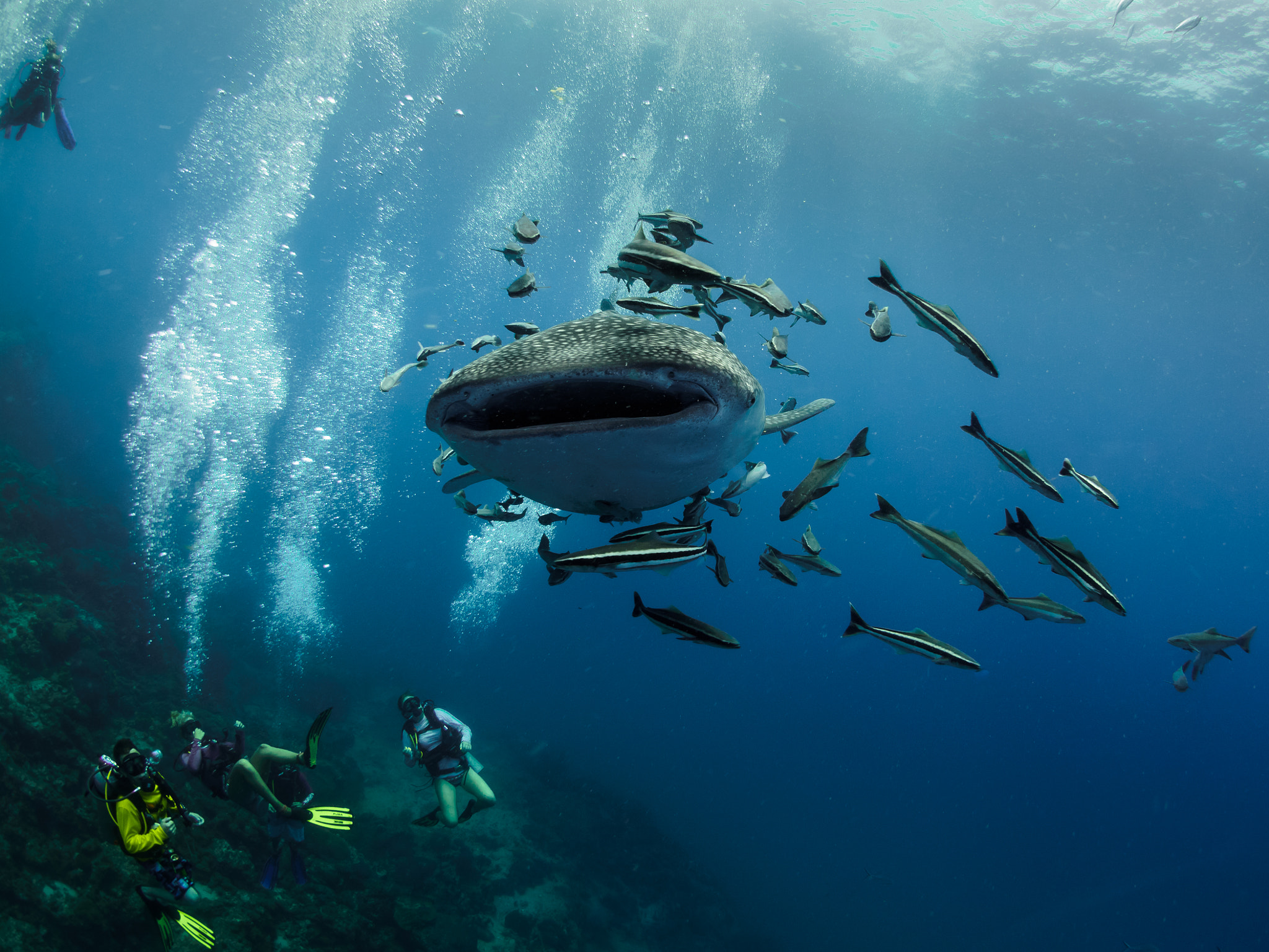 Olympus OM-D E-M5 + LUMIX G FISHEYE 8/F3.5 sample photo. Diving thailand photography