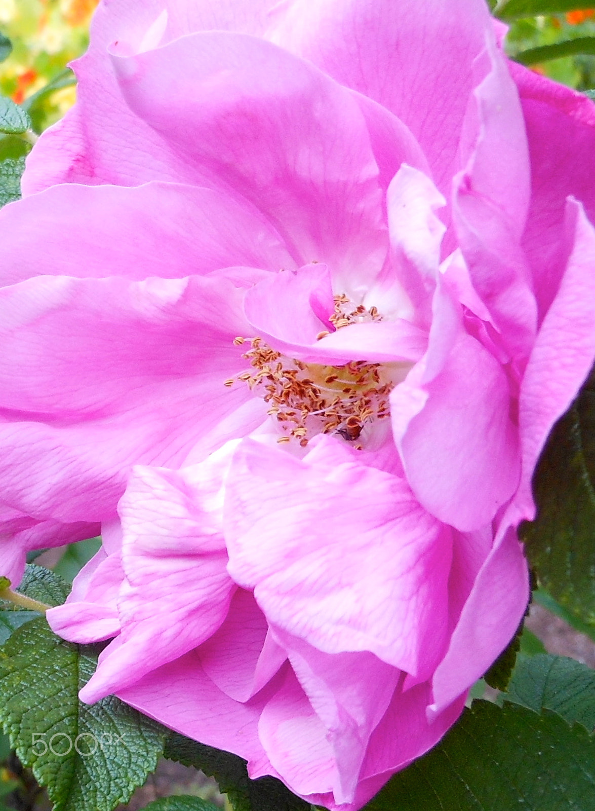 Nikon Coolpix S6100 sample photo. Rose.jpg photography