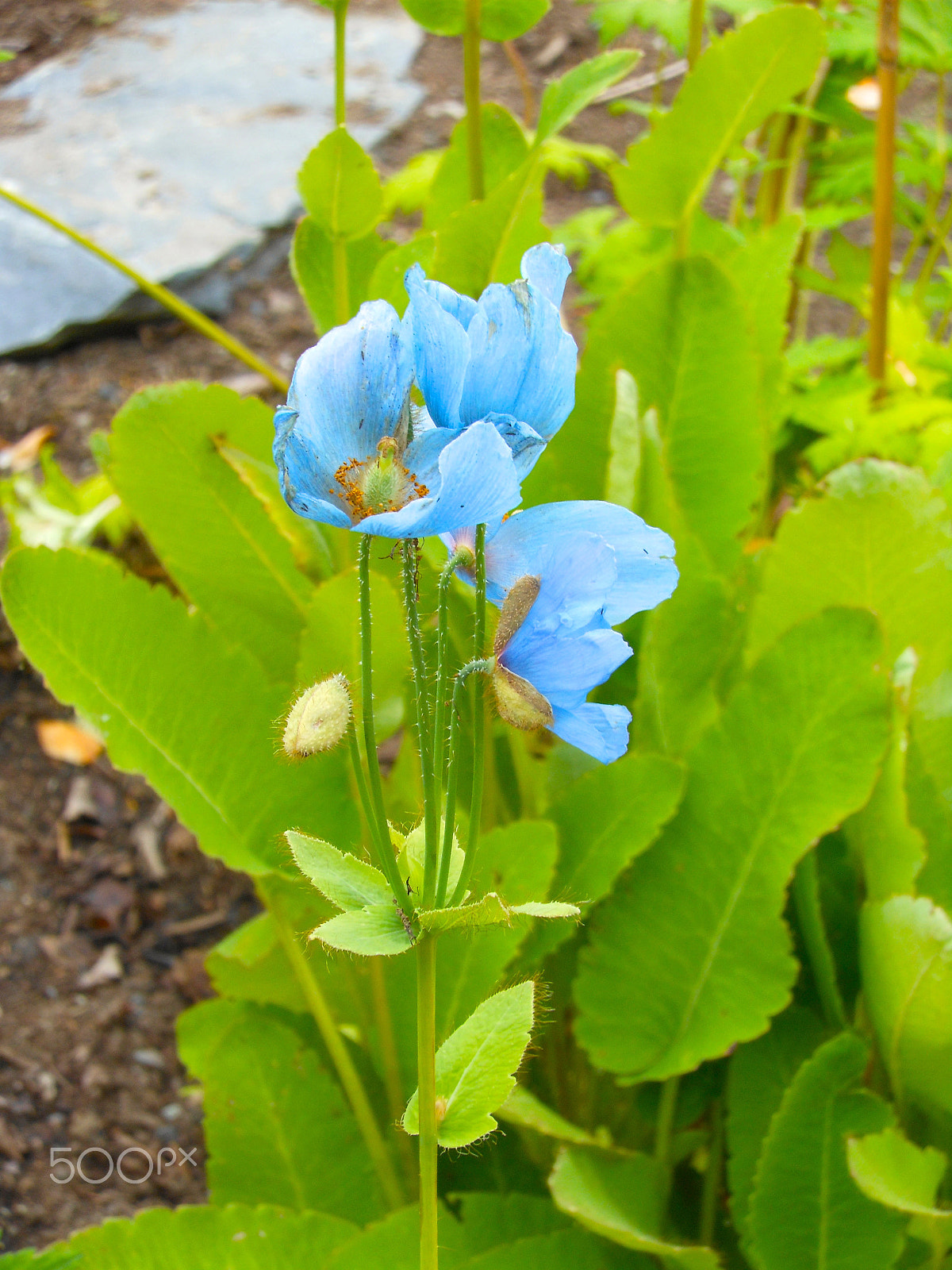 Nikon Coolpix S6100 sample photo. Bluepoppy.jpg photography