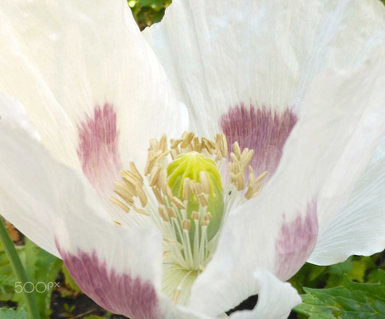 Nikon Coolpix S6100 sample photo. Whitepoppy.jpg photography